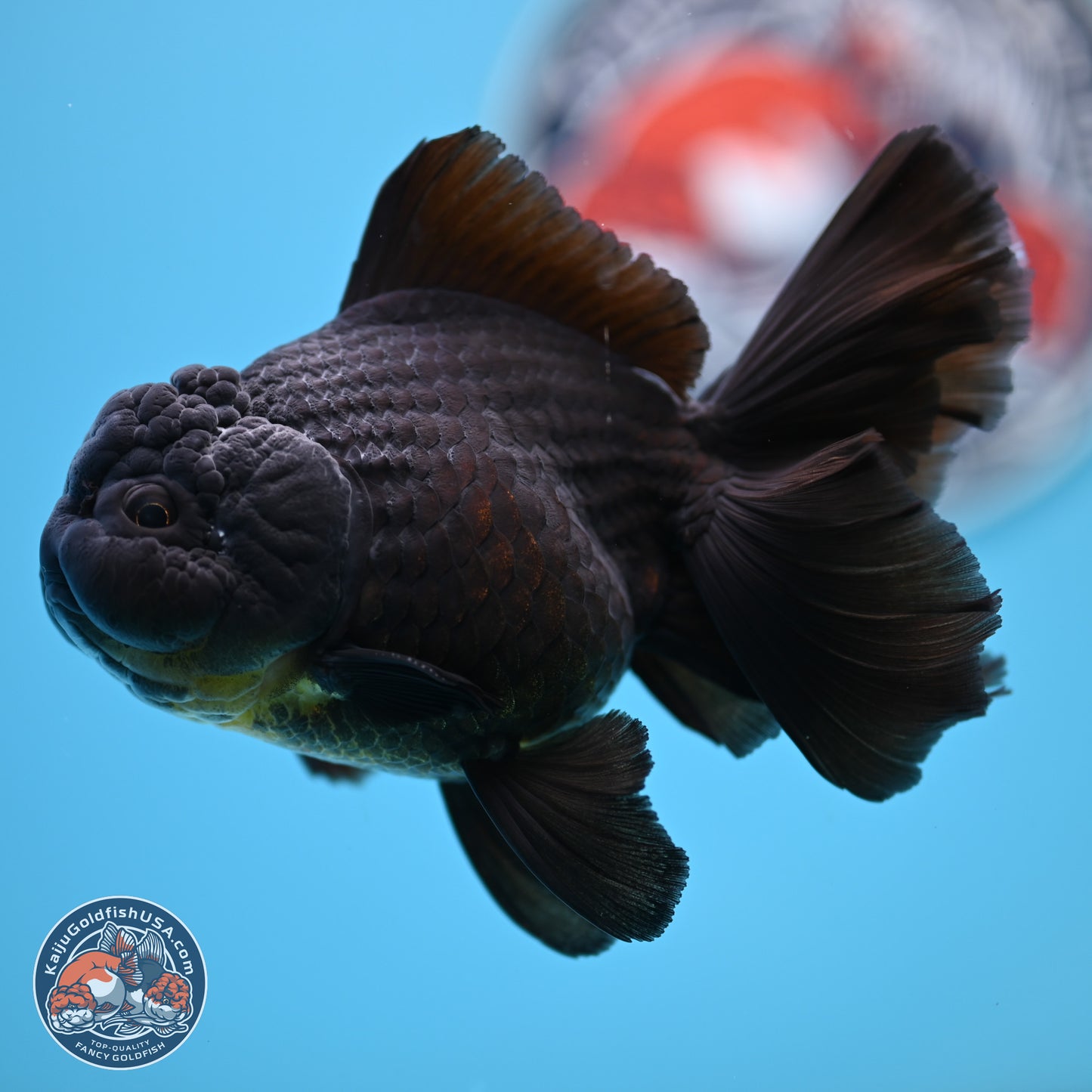 Black Rose Tail Oranda 3.5 inches Body - Male (250404_OR08)