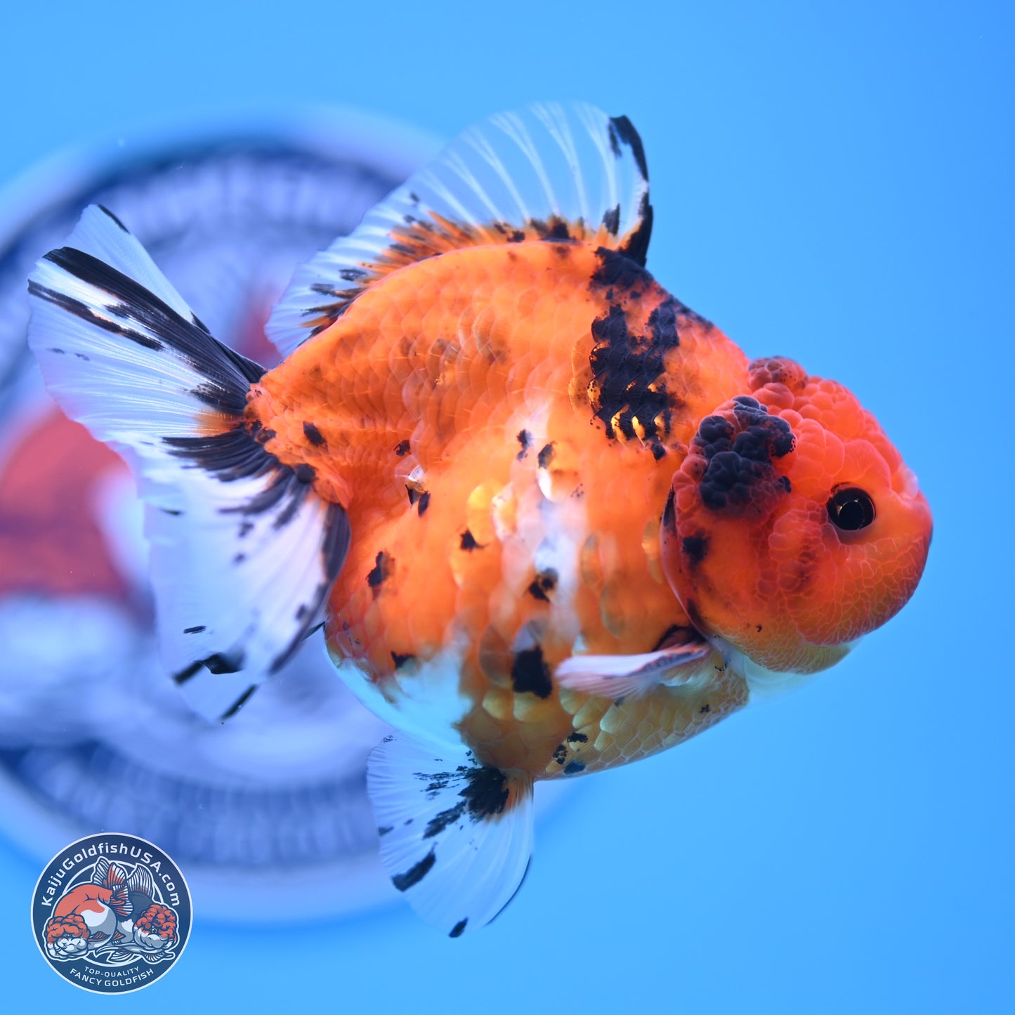 Shogun Tricolor Tiger YuanBao Oranda 3.5in Body (240816_OR08) - Kaiju Goldfish USA