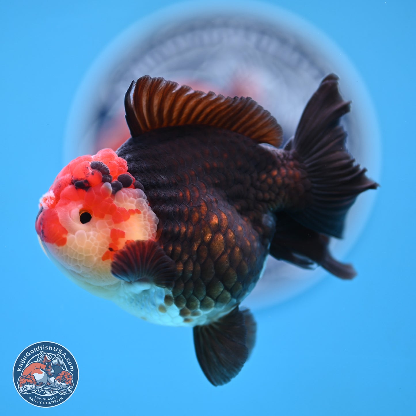 Tricolor YuanBao Oranda 3.25 inches Body - Male (250103_OR08) - Kaiju Goldfish USA