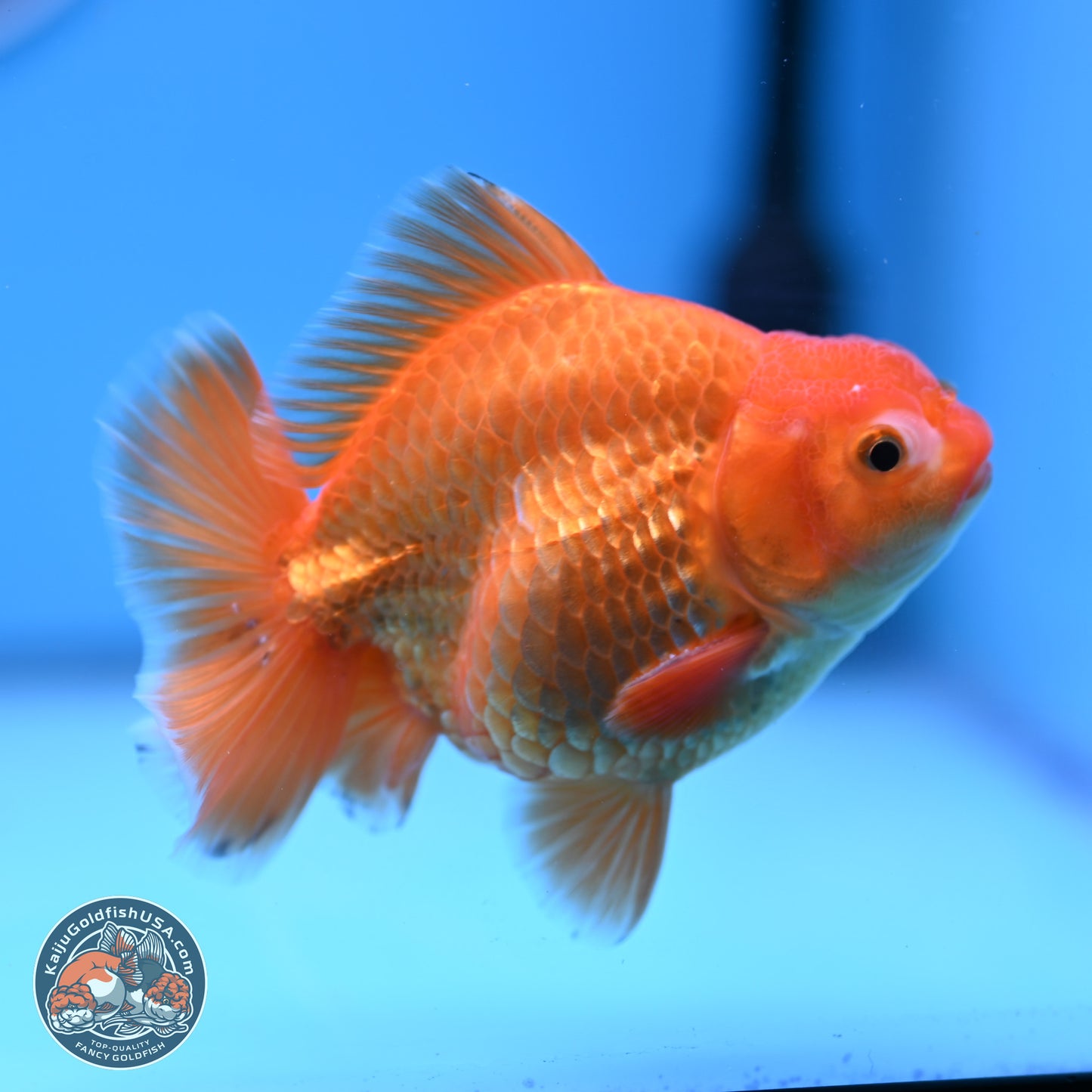 Shogun Classic Gold Broad Tail Oranda 3.5in Body (240802_OR08) - Kaiju Goldfish USA