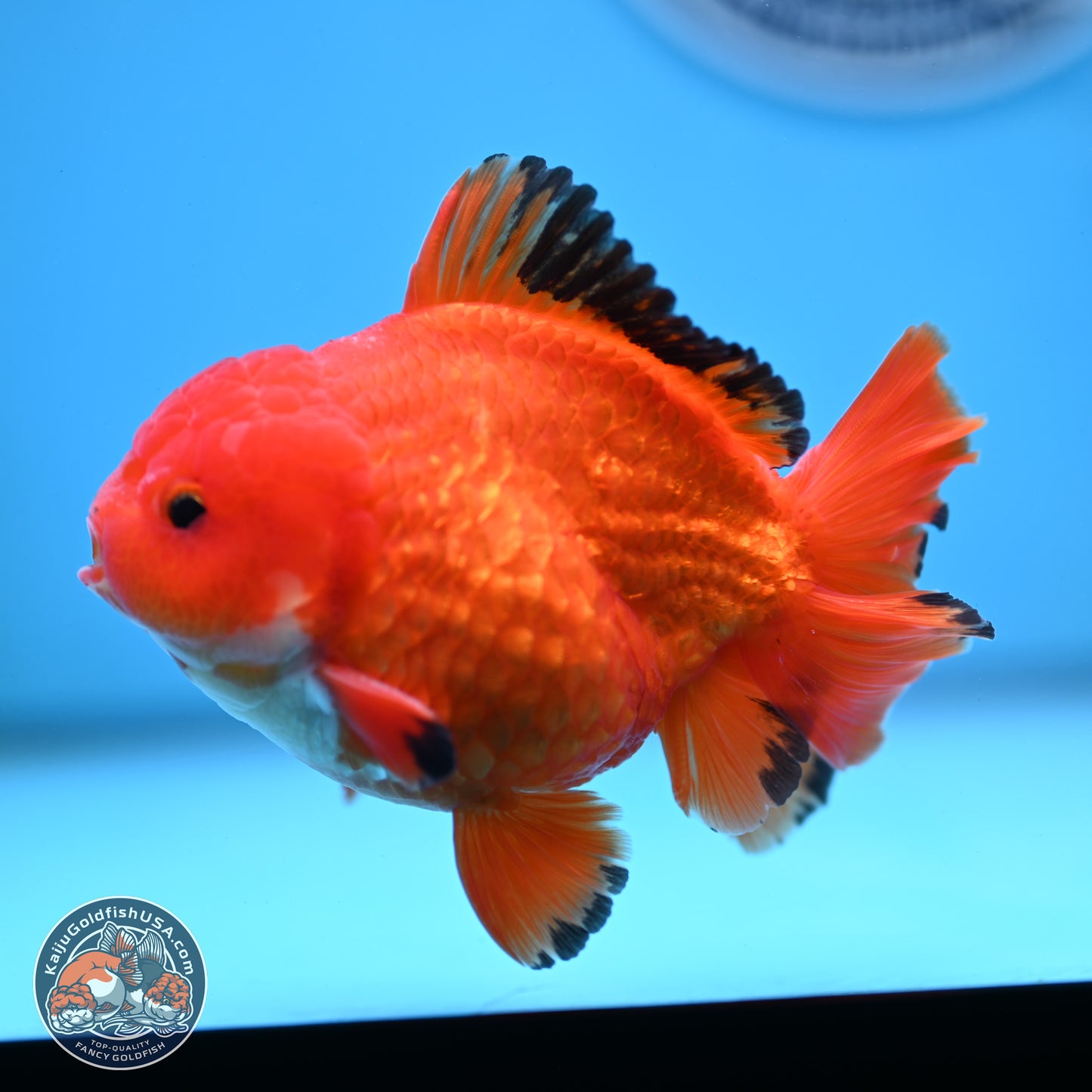 Apache YuanBao Oranda 3.5 inches Body - Male (250228_OR08)