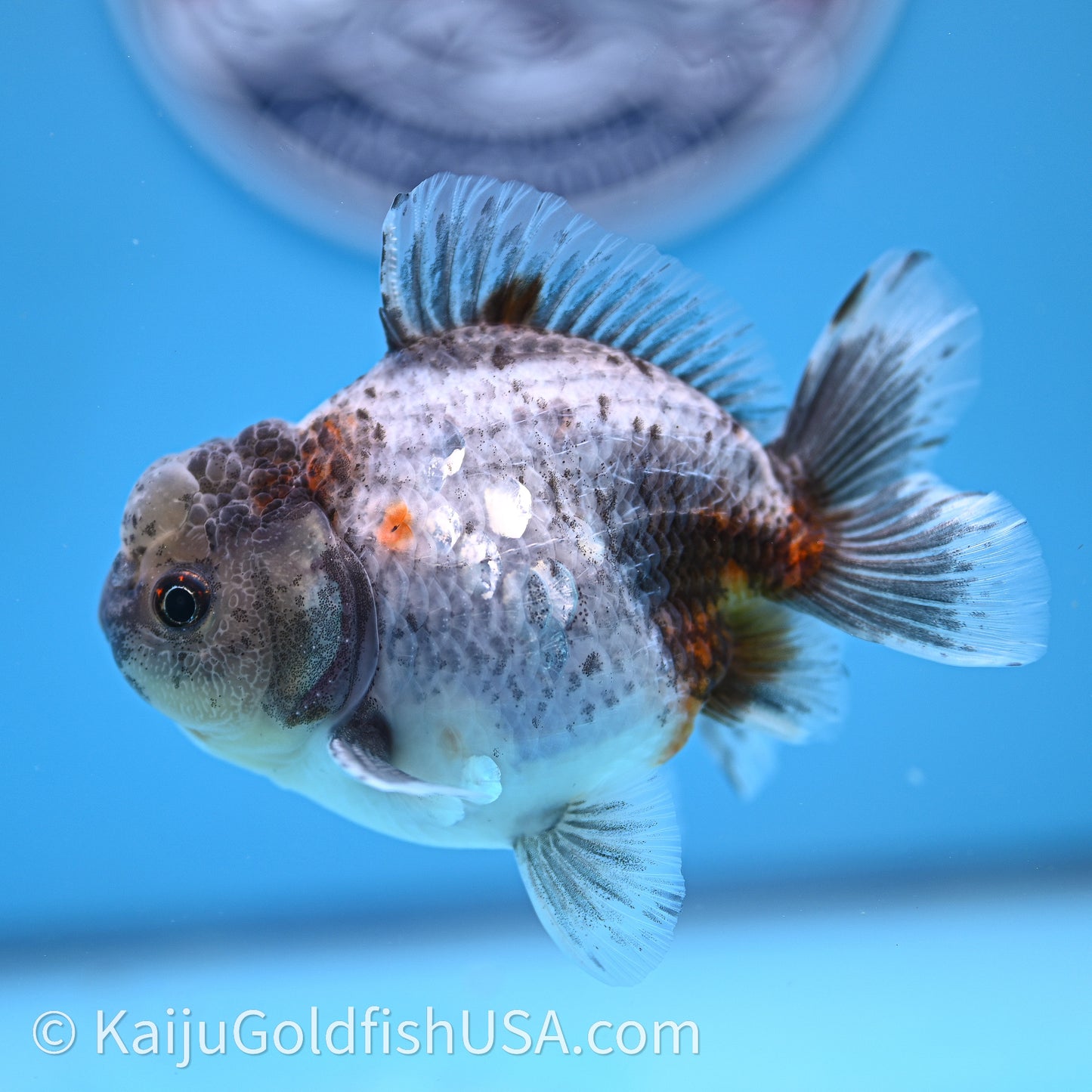 Shogun Godzilla Blue Based Oranda 3.25in Body (240726_OR08) - Kaiju Goldfish USA