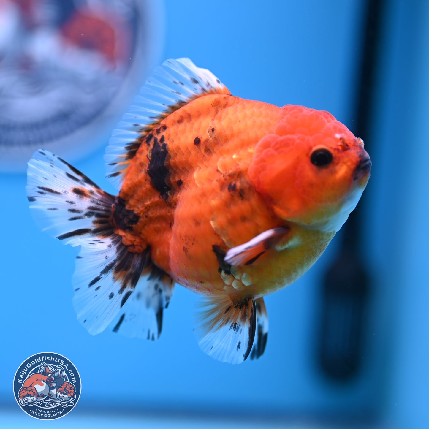 Shogun Tiger Oranda 3.75-4.5 in (241011_OR08) - Kaiju Goldfish USA