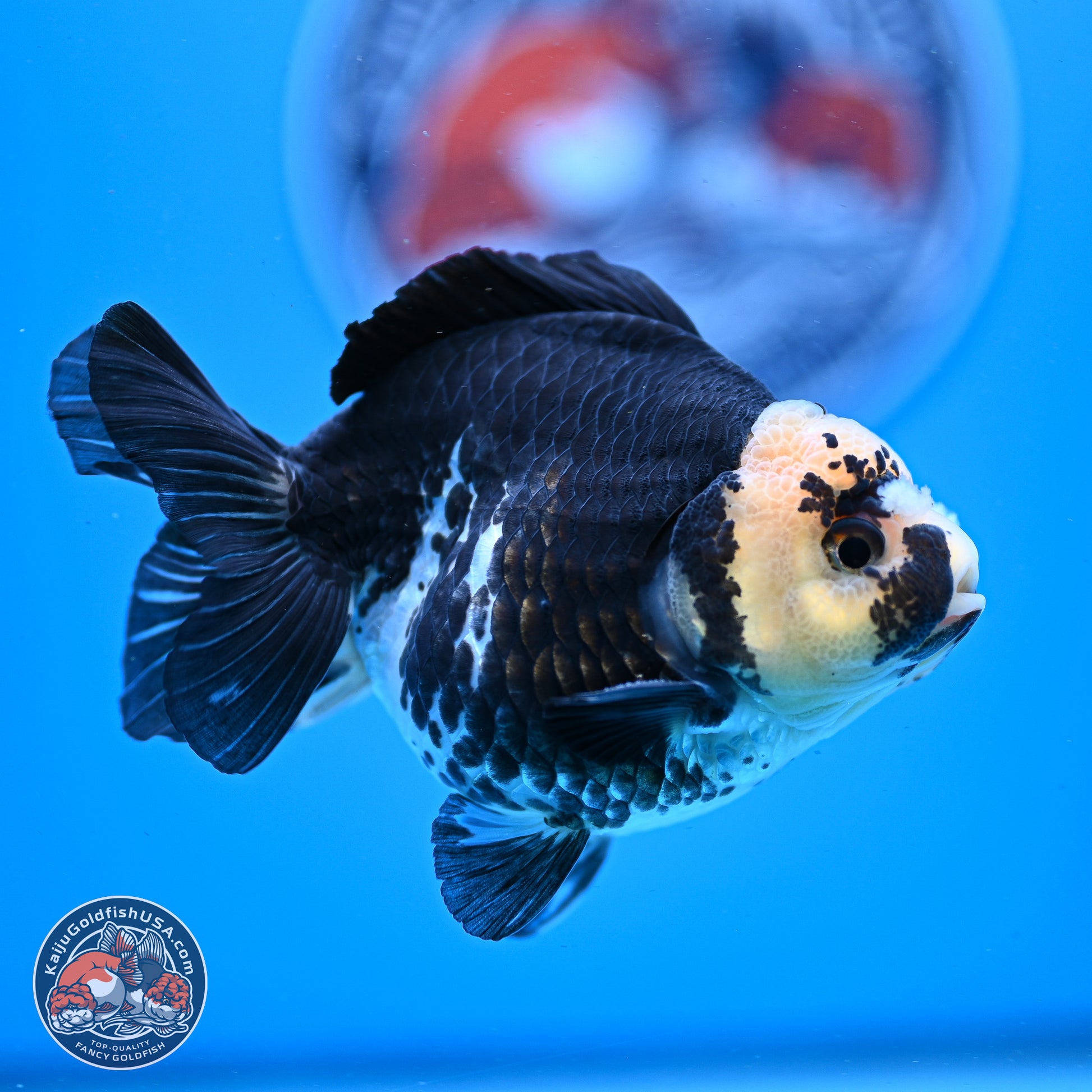 Panda YuanBao Oranda 3.5in Body (240830_OR08) - Kaiju Goldfish USA