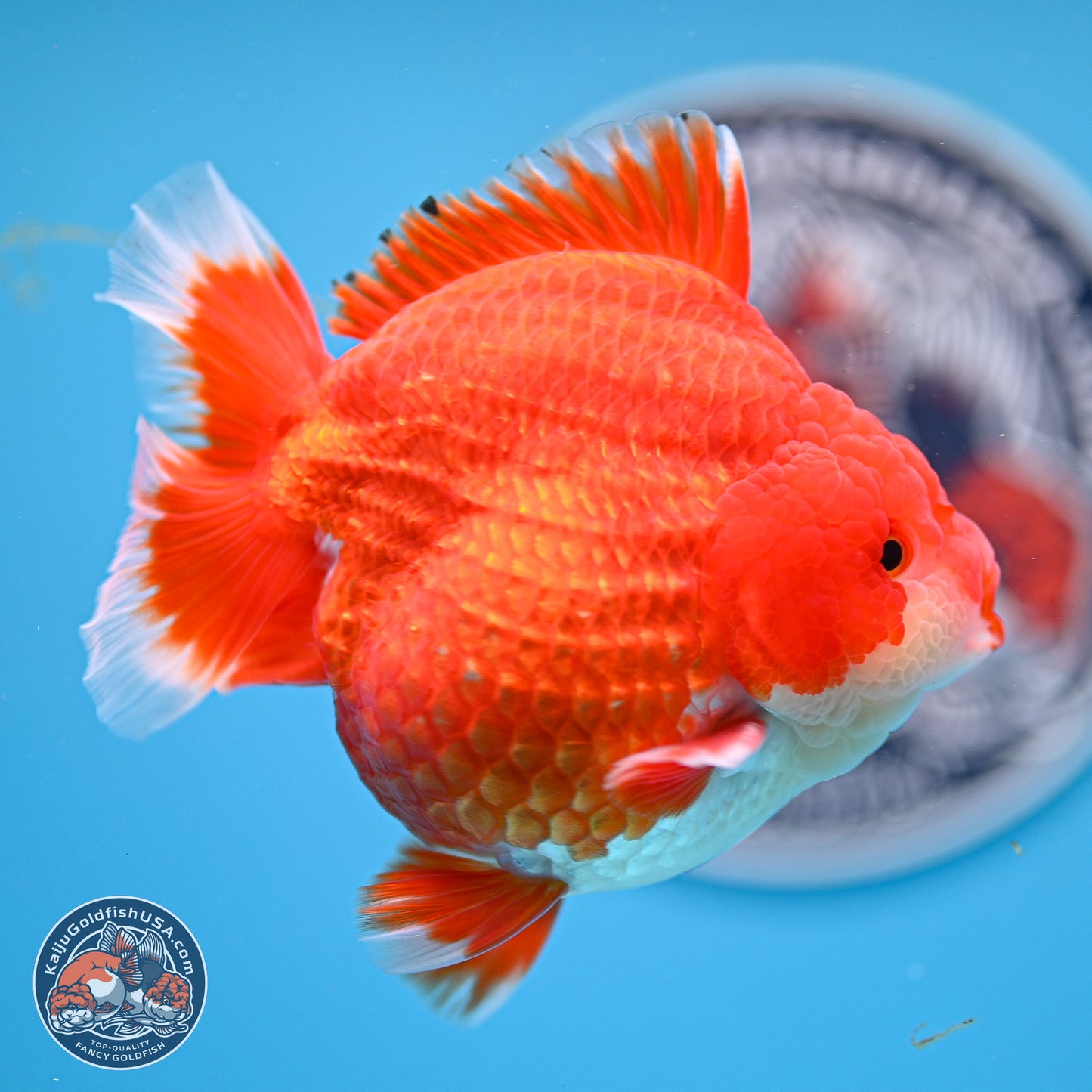 Red White YuanBao Oranda 3.5 inches Body - Male (250214_OR08)