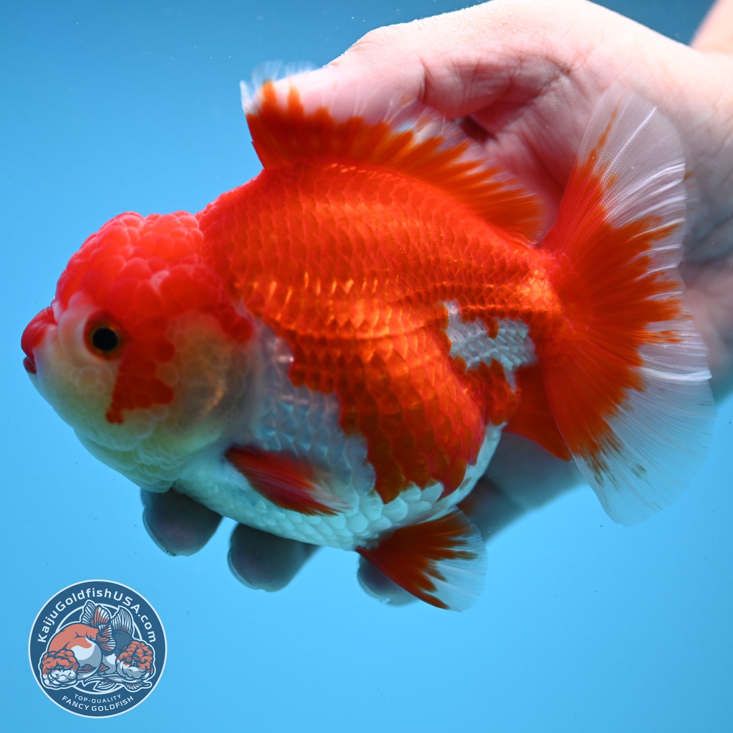 Red White Oranda 4 inch Body (250919_OR08)