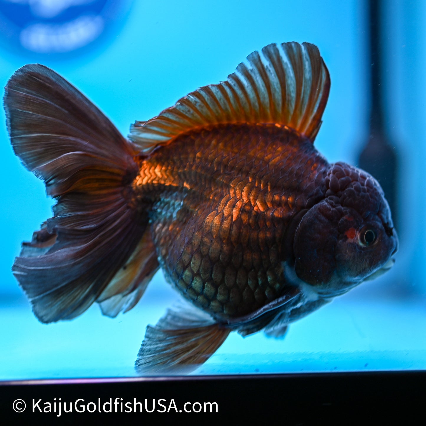 Black Rose Tail Oranda 4.5in Body (240621_OR08) - Kaiju Goldfish USA