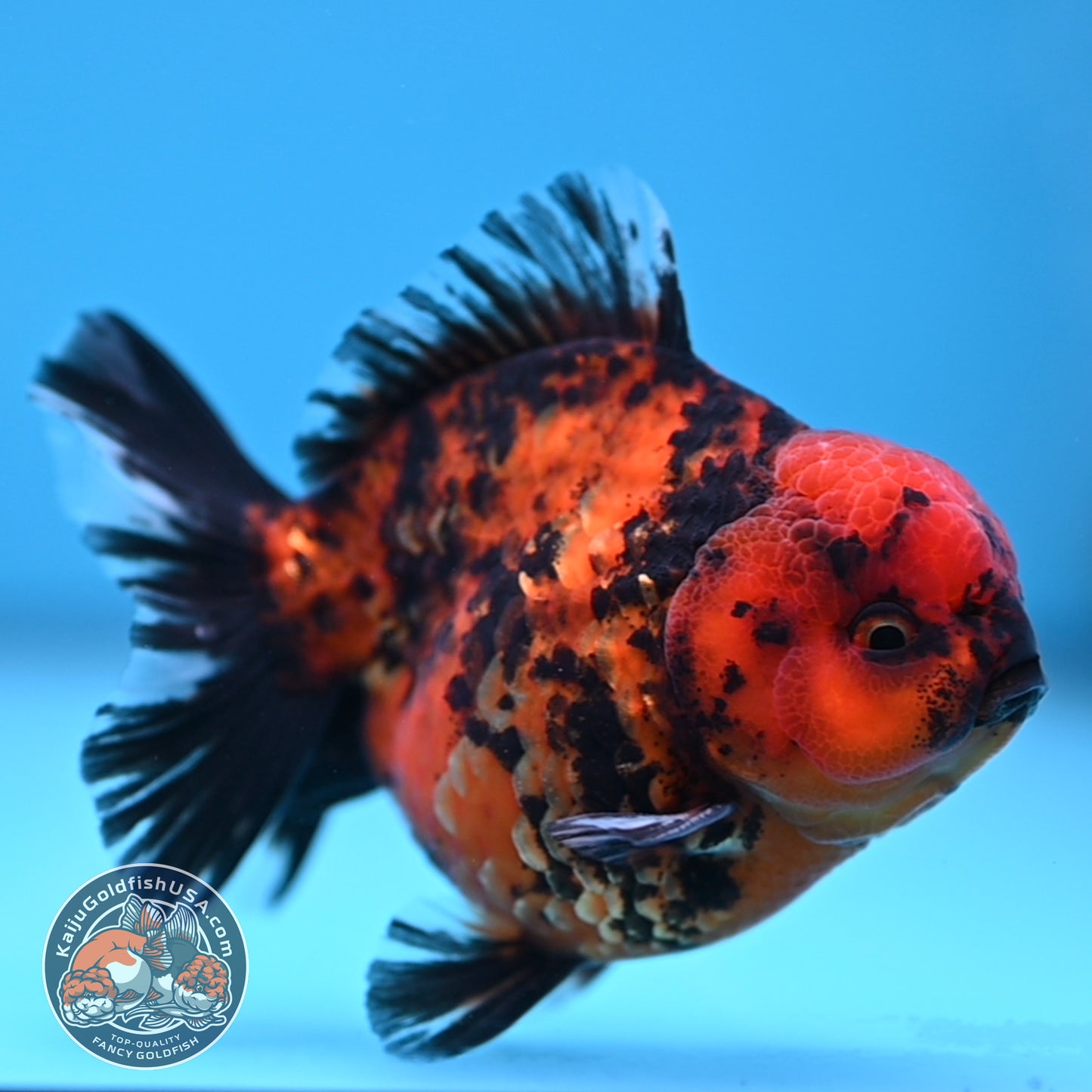 Shogun Tiger Oranda 3.5 inches Body (250530_OR08)