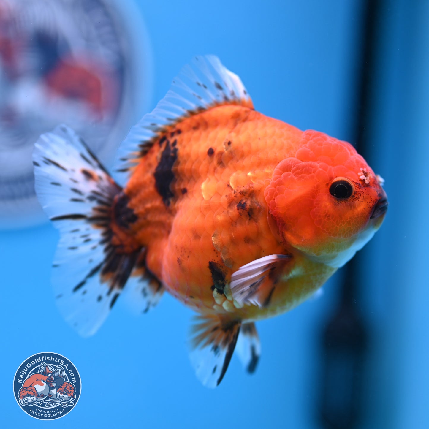 Shogun Tiger Oranda 3.75-4.5 in (241011_OR08) - Kaiju Goldfish USA