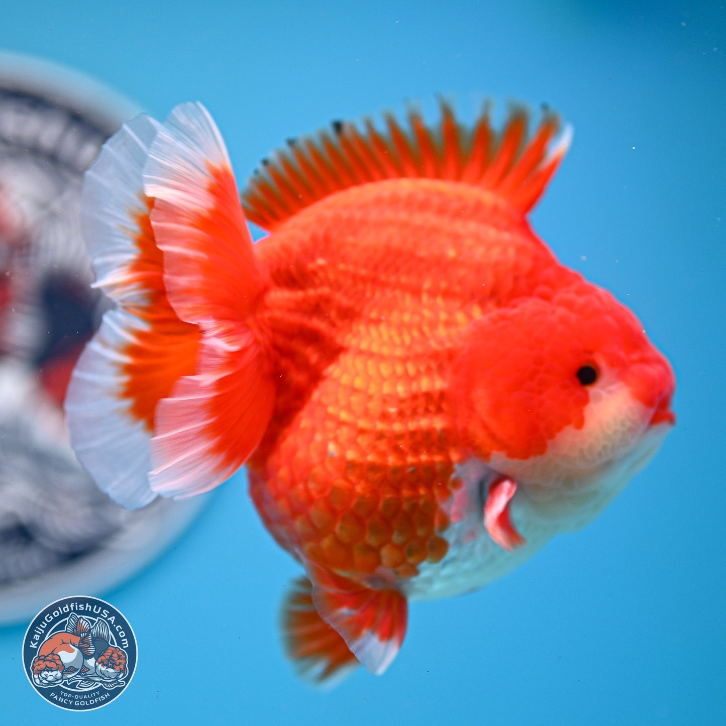 Red White YuanBao Oranda 3.5 inches Body - Male (250214_OR08)