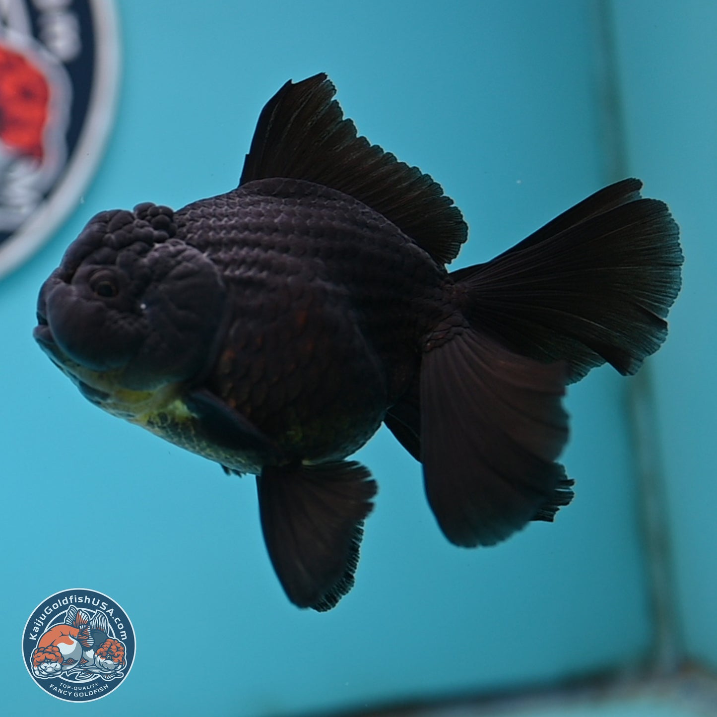 Black Rose Tail Oranda 3.5 inches Body - Male (250404_OR08)