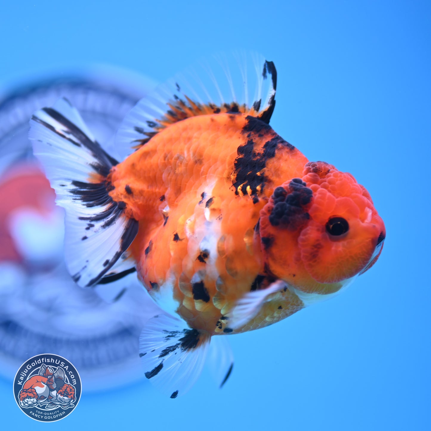 Shogun Tricolor Tiger YuanBao Oranda 3.5in Body (240816_OR08) - Kaiju Goldfish USA