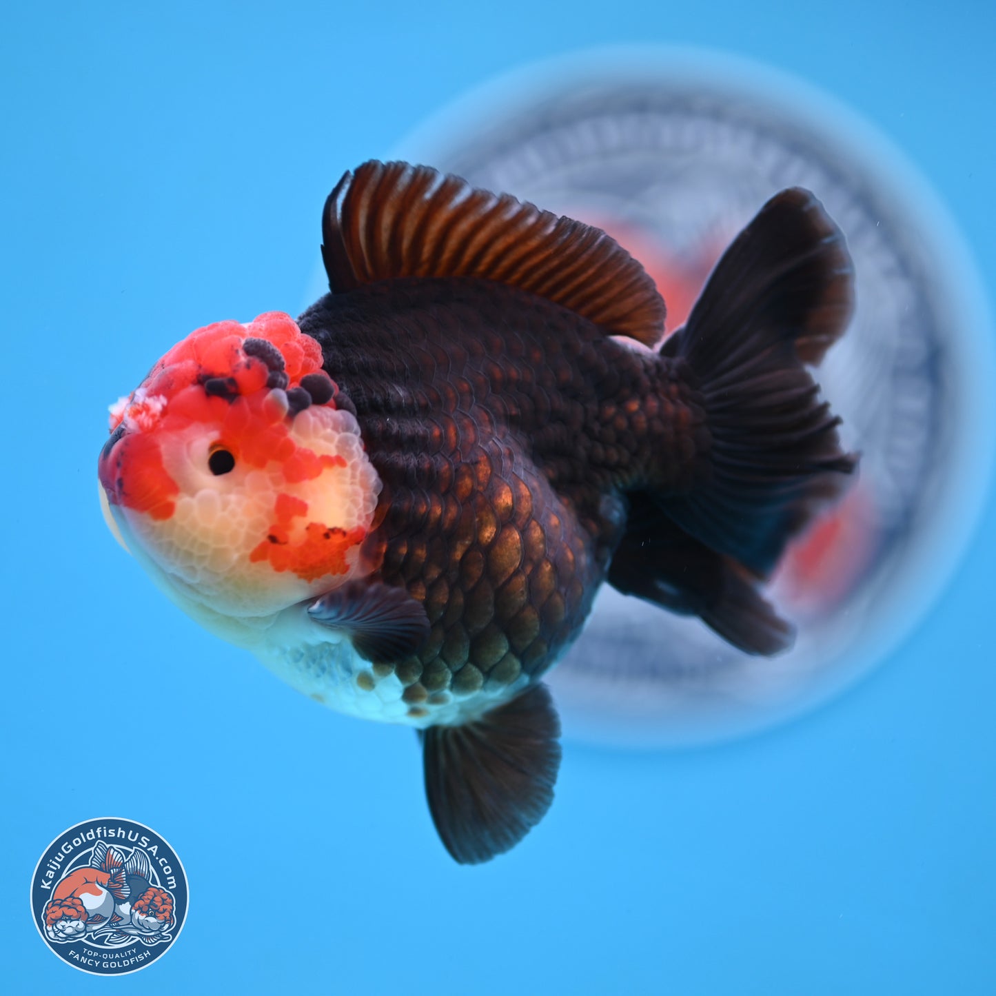 Tricolor YuanBao Oranda 3.25 inches Body - Male (250103_OR08) - Kaiju Goldfish USA