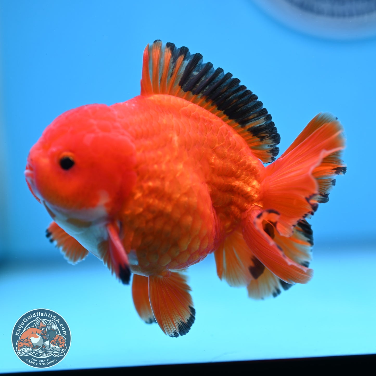 Apache YuanBao Oranda 3.5 inches Body - Male (250228_OR08)