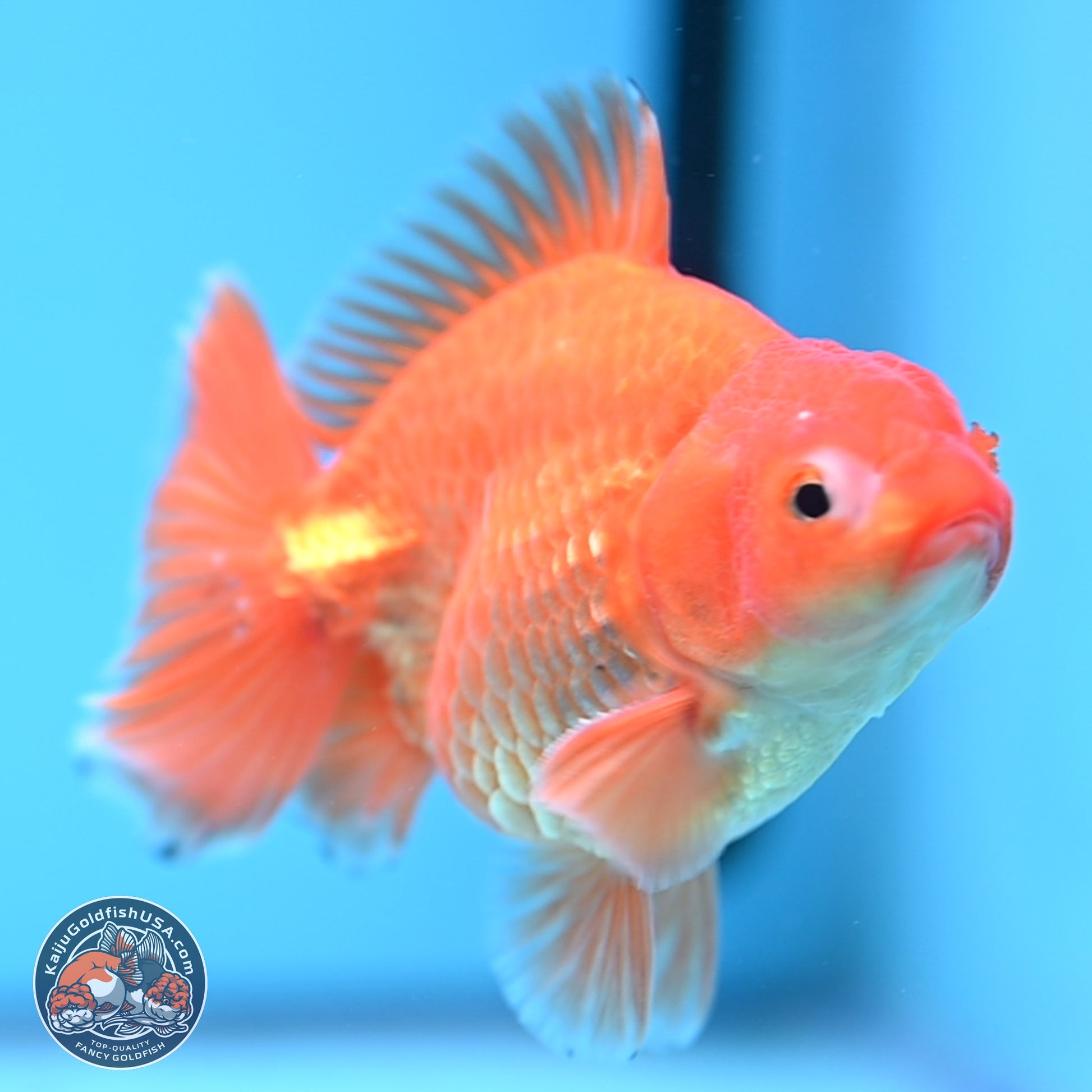 Shogun Classic Gold Broad Tail Oranda 3.5in Body (240802_OR08) - Kaiju Goldfish USA