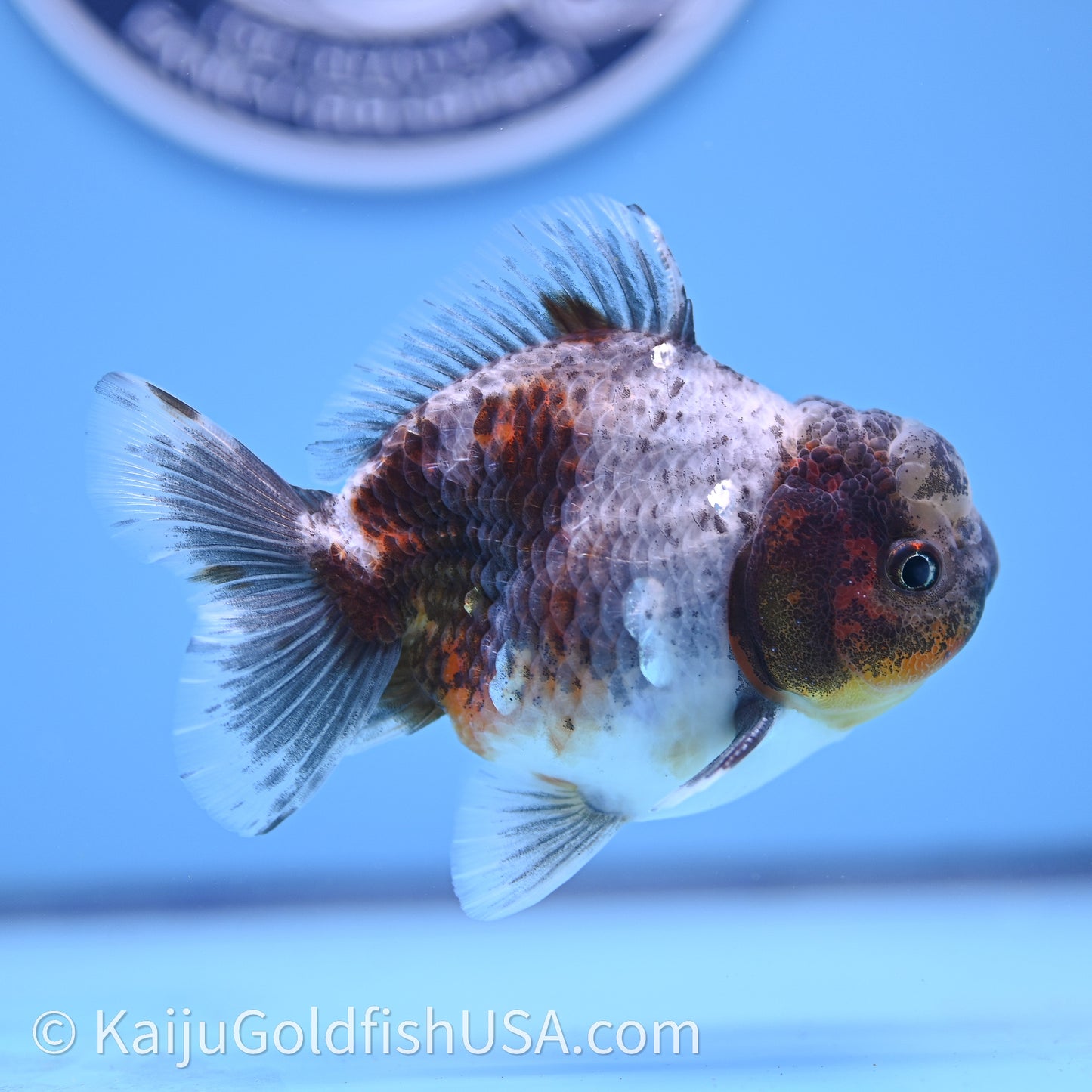 Shogun Godzilla Blue Based Oranda 3.25in Body (240726_OR08) - Kaiju Goldfish USA