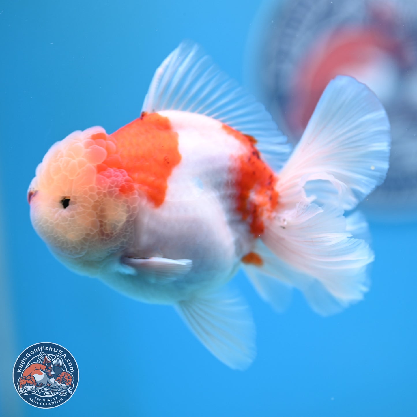 Sakura Rose Tail Oranda 4.5 inches (241025_OR08) - Kaiju Goldfish USA