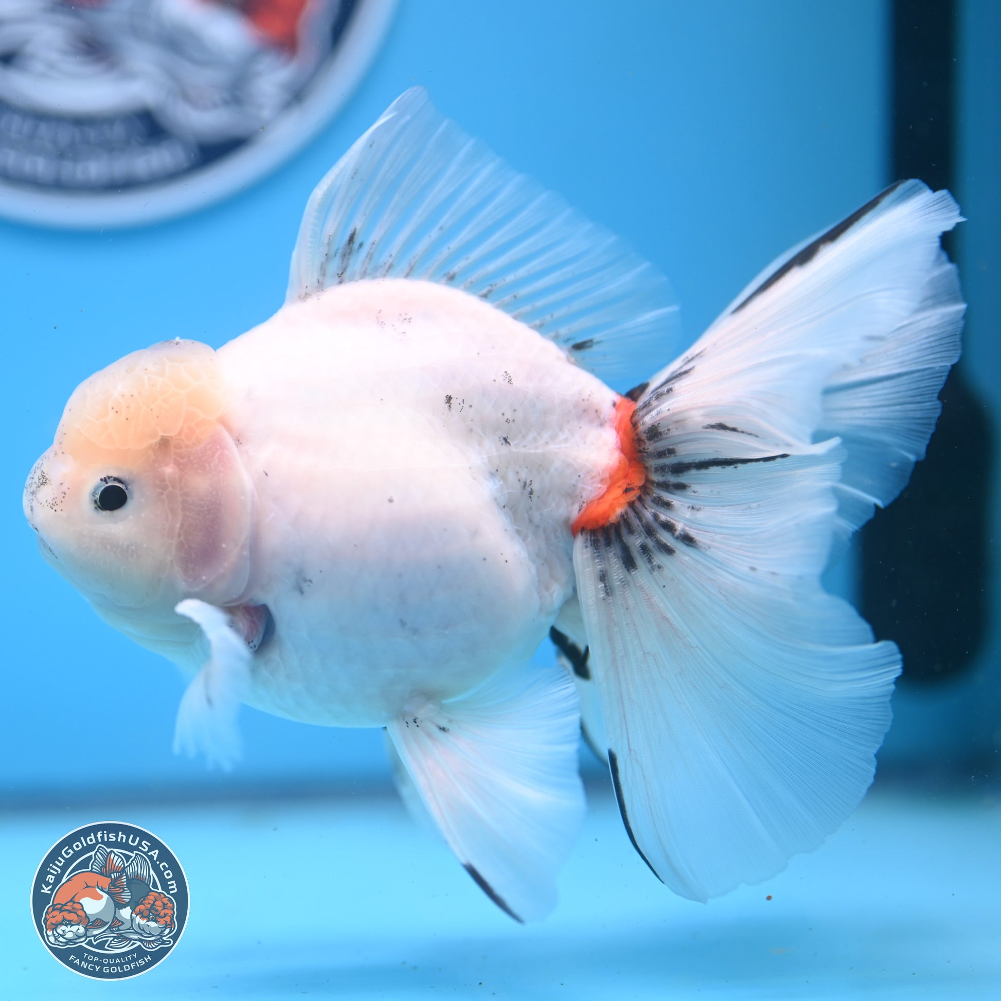 Calico Rose Tail Oranda 6.5 inches - Male (241122_OR08) - Kaiju Goldfish USA