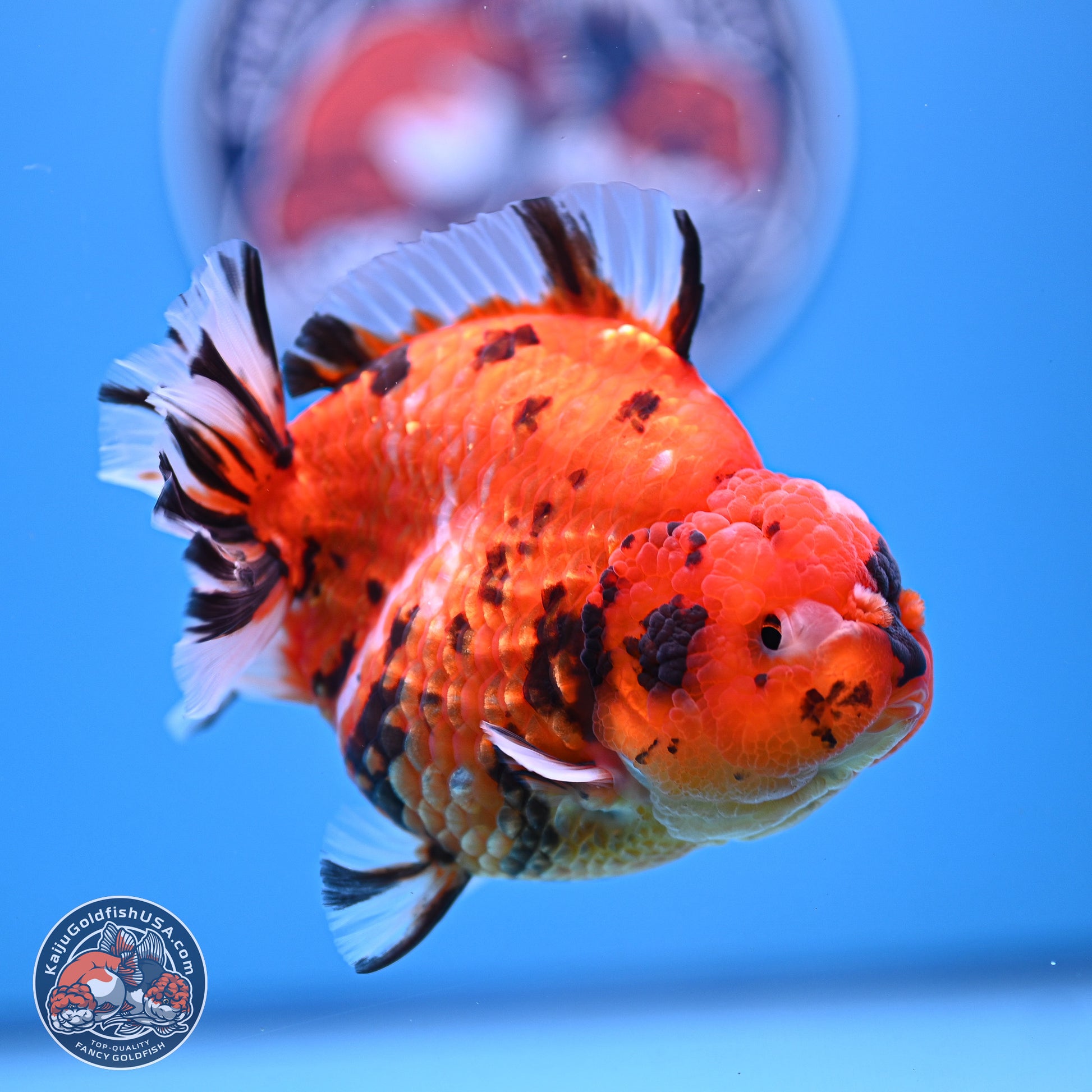 Tiger YuanBao Oranda 4-5 inches (240920_OR08) - Kaiju Goldfish USA