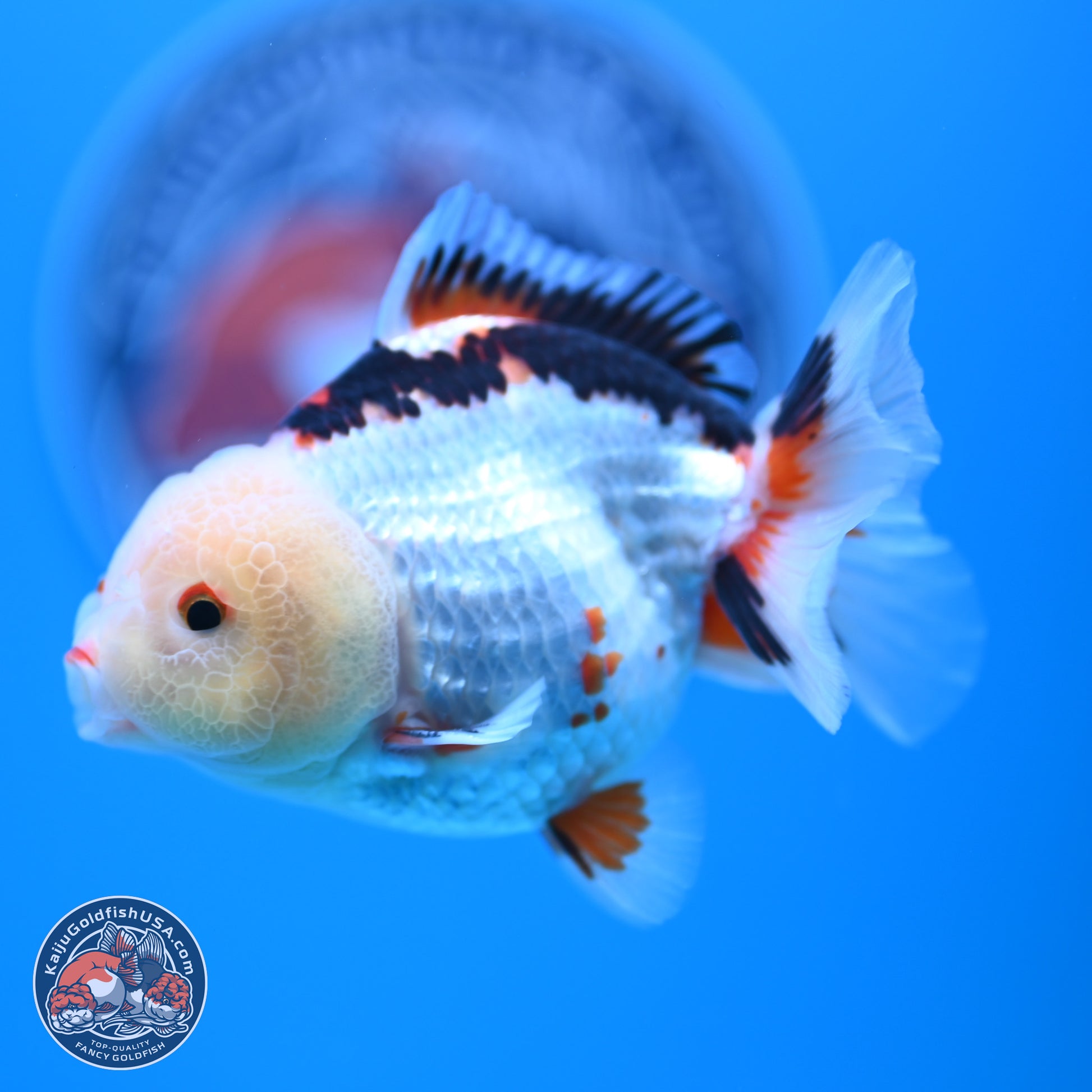 Tricolor Oranda 3.5-4.5 inches (241004_OR08) - Kaiju Goldfish USA