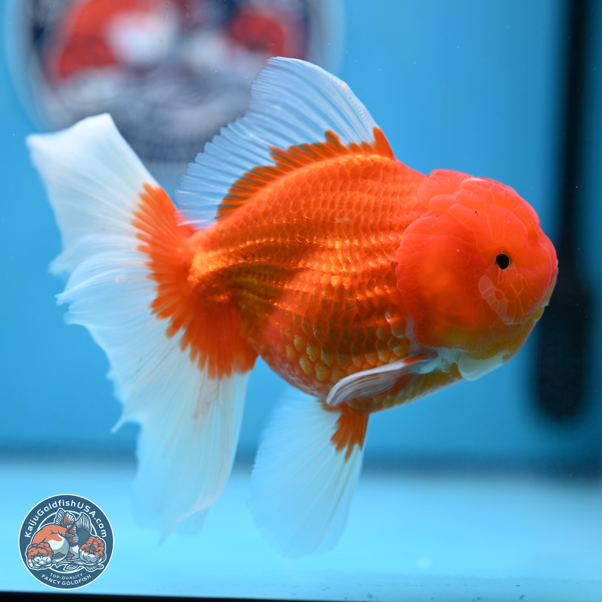 Red White Rose Tail Oranda 4-6 inches (240906_OR08) - Kaiju Goldfish USA