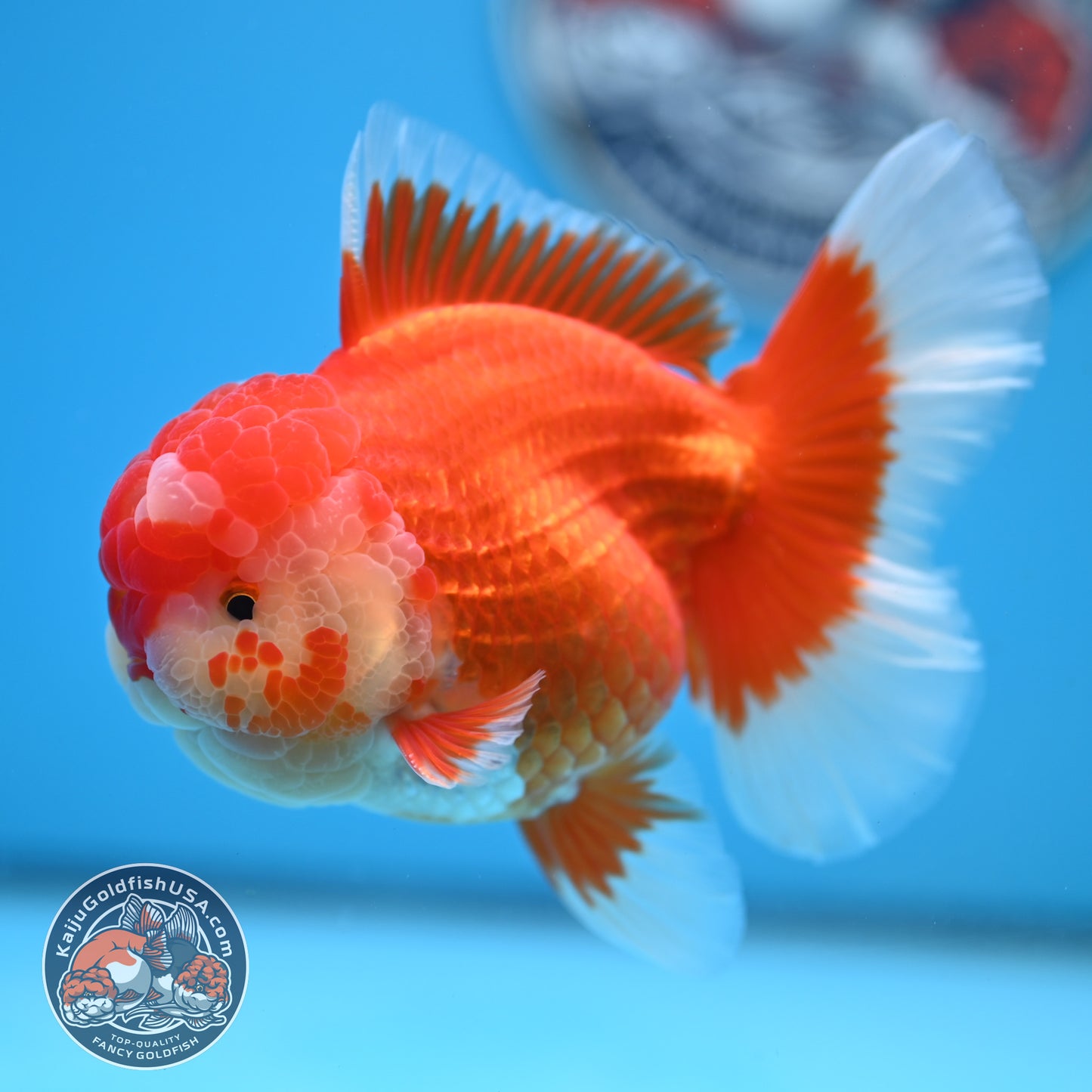 Red White Rose Tail Oranda 3.5 inches Body (250523_OR08)