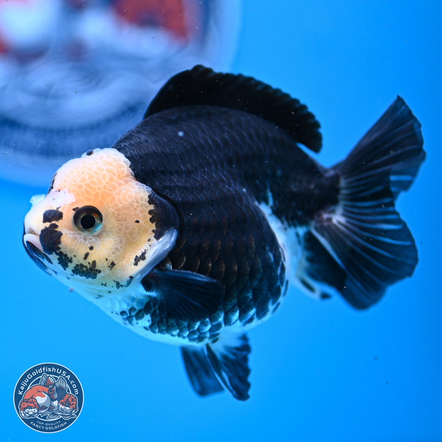 Panda YuanBao Oranda 3.5in Body (240830_OR08) - Kaiju Goldfish USA