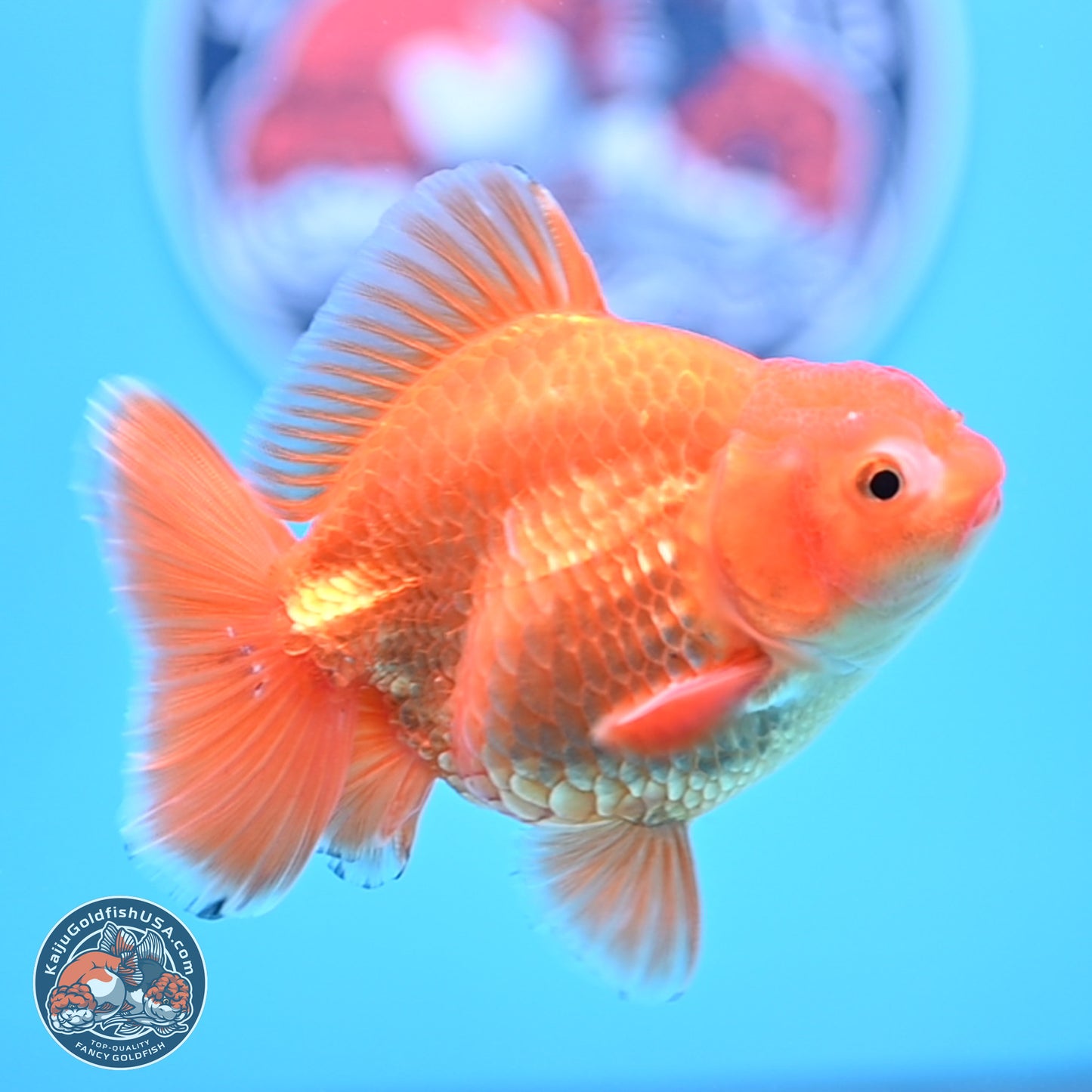 Shogun Classic Gold Broad Tail Oranda 3.5in Body (240802_OR08) - Kaiju Goldfish USA