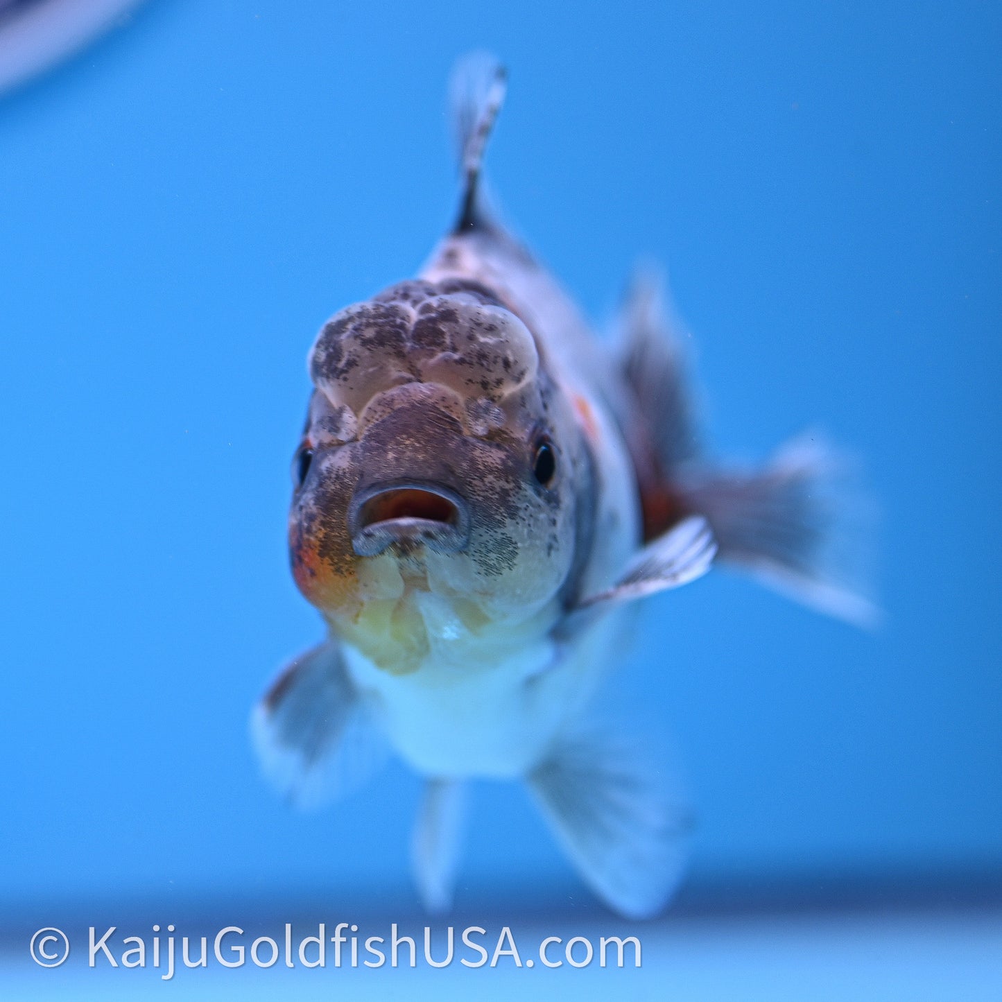 Shogun Godzilla Blue Based Oranda 3.25in Body (240726_OR08) - Kaiju Goldfish USA