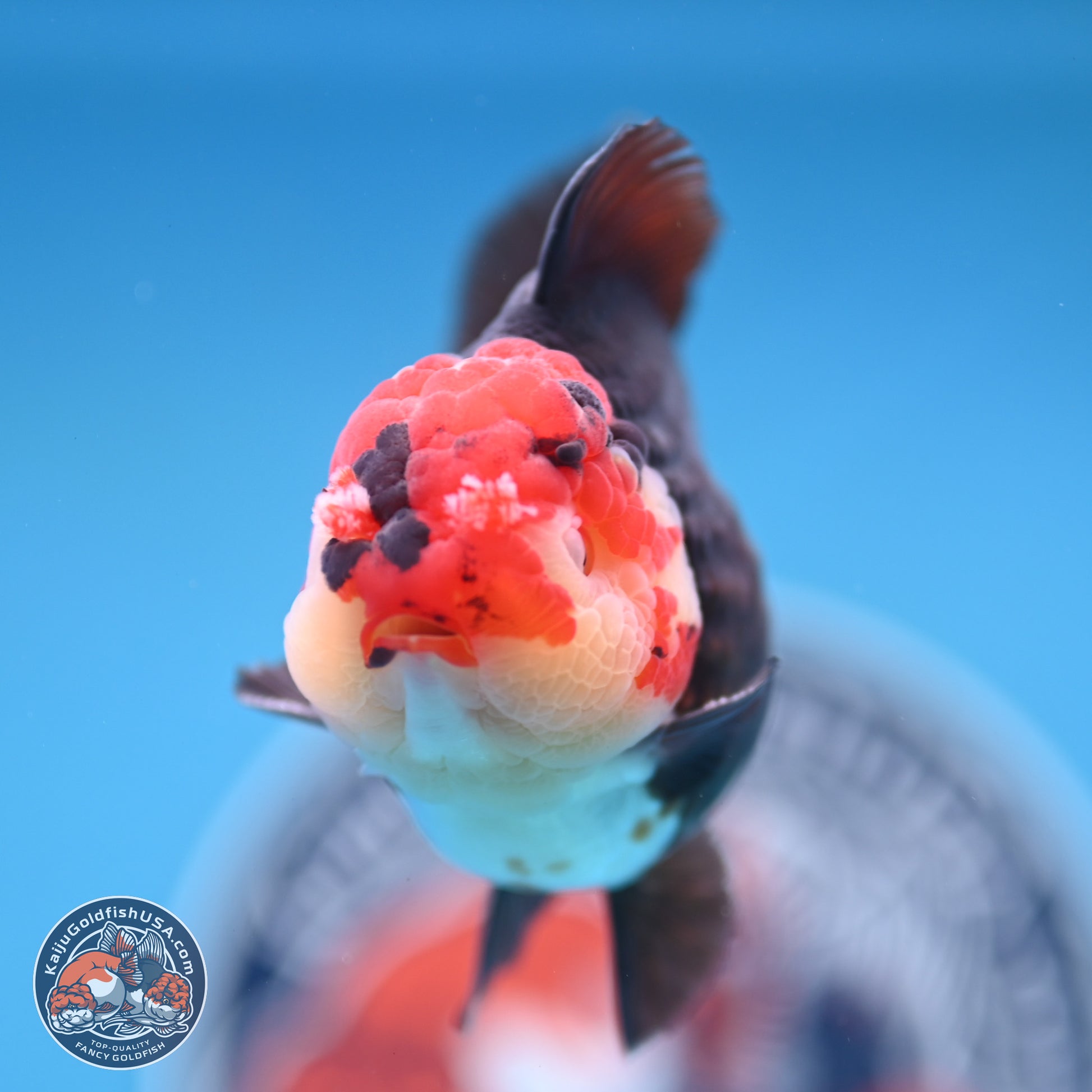 Tricolor YuanBao Oranda 3.25 inches Body - Male (250103_OR08) - Kaiju Goldfish USA