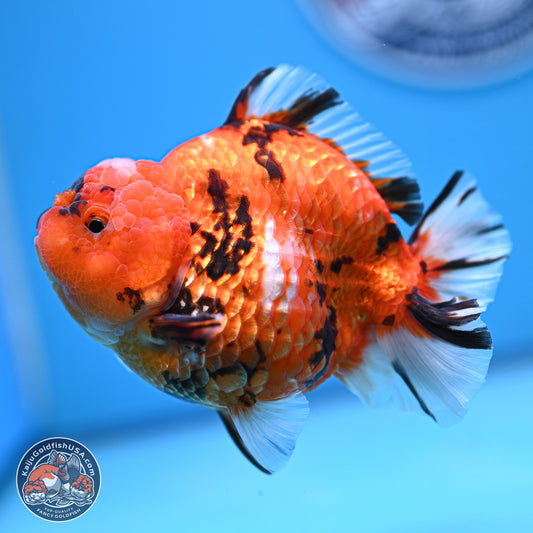 Tiger YuanBao Oranda 4-5 inches (240920_OR08) - Kaiju Goldfish USA