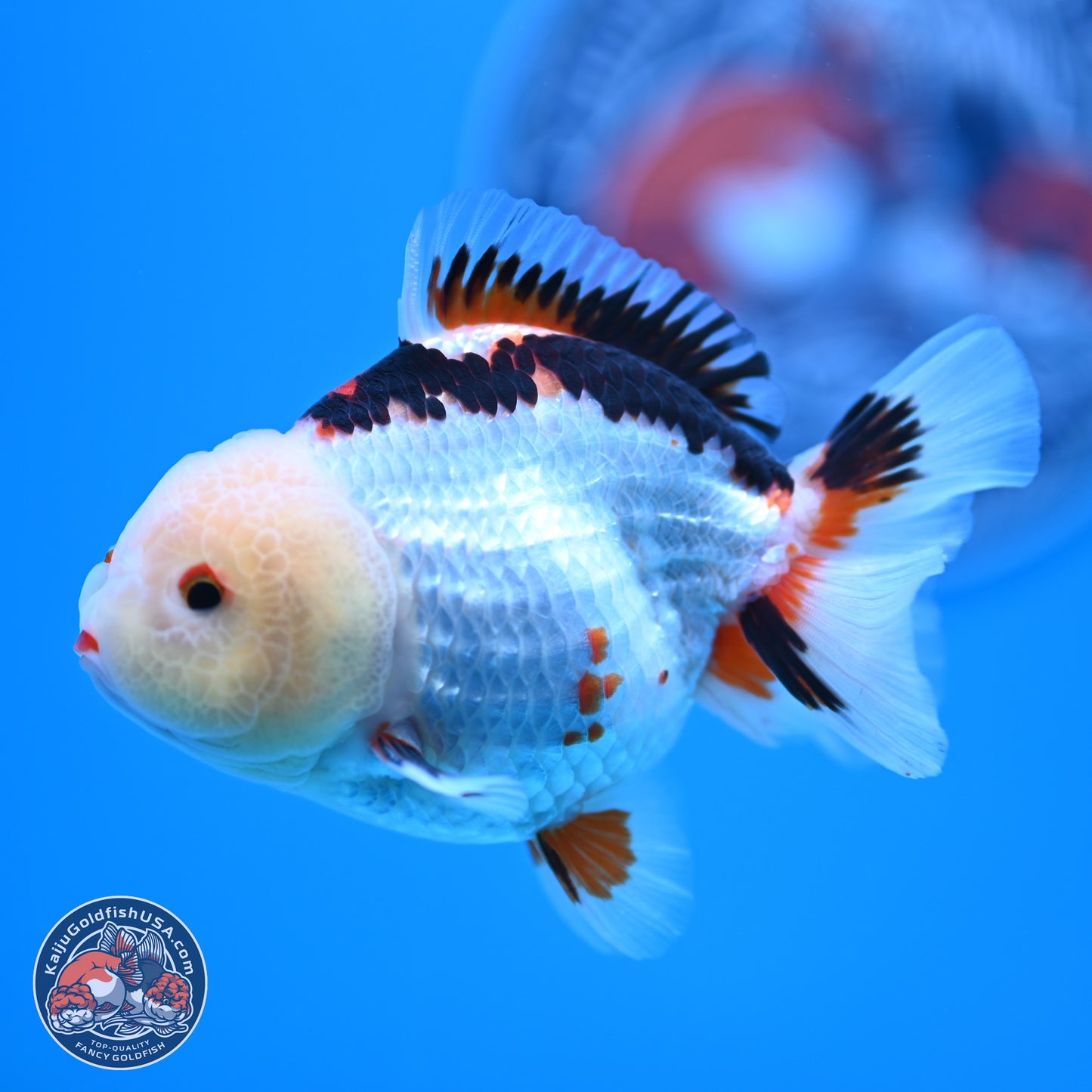 Tricolor Oranda 3.5-4.5 inches (241004_OR08) - Kaiju Goldfish USA