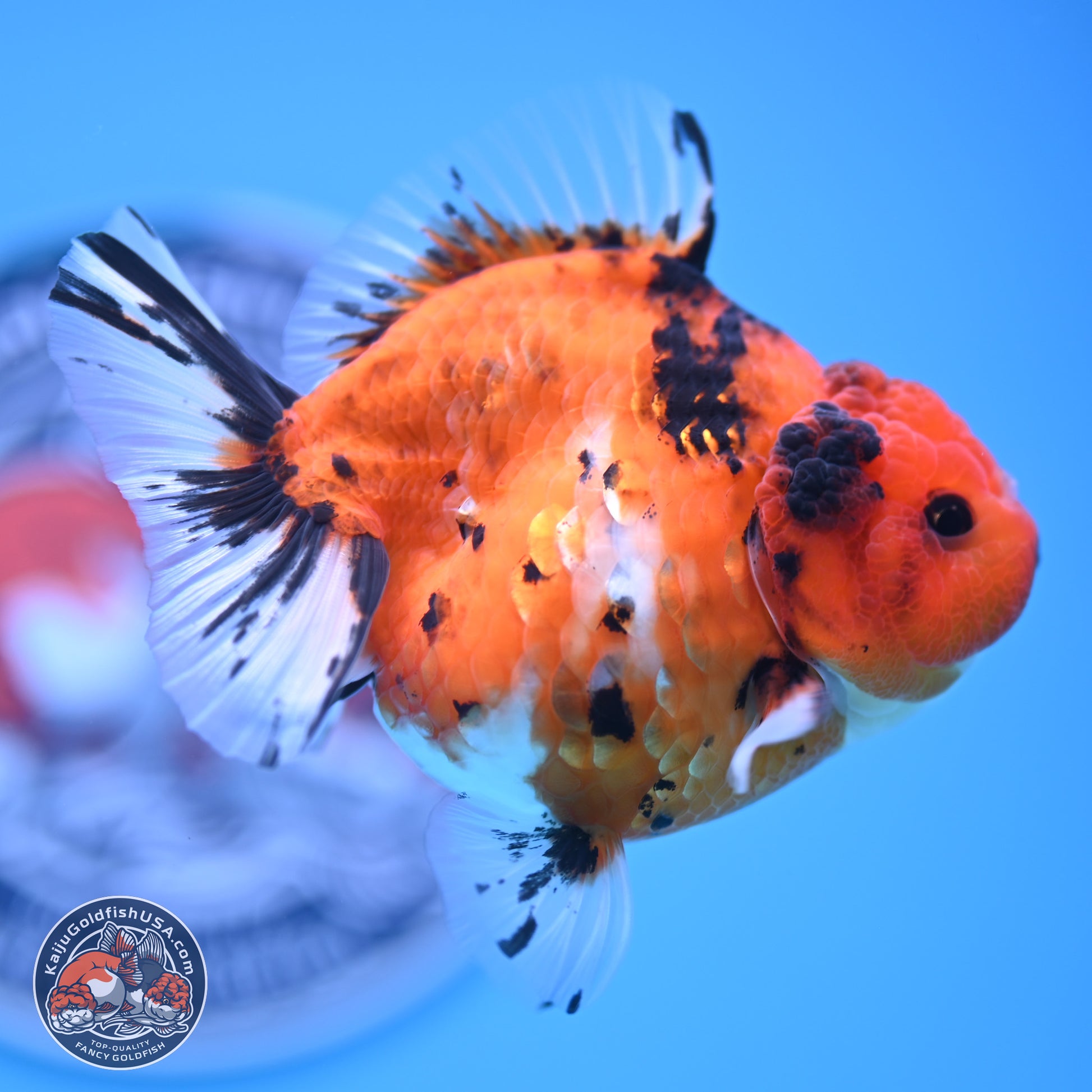 Shogun Tricolor Tiger YuanBao Oranda 3.5in Body (240816_OR08) - Kaiju Goldfish USA