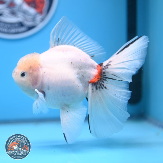 Calico Rose Tail Oranda 6.5 inches - Male (241122_OR08) - Kaiju Goldfish USA