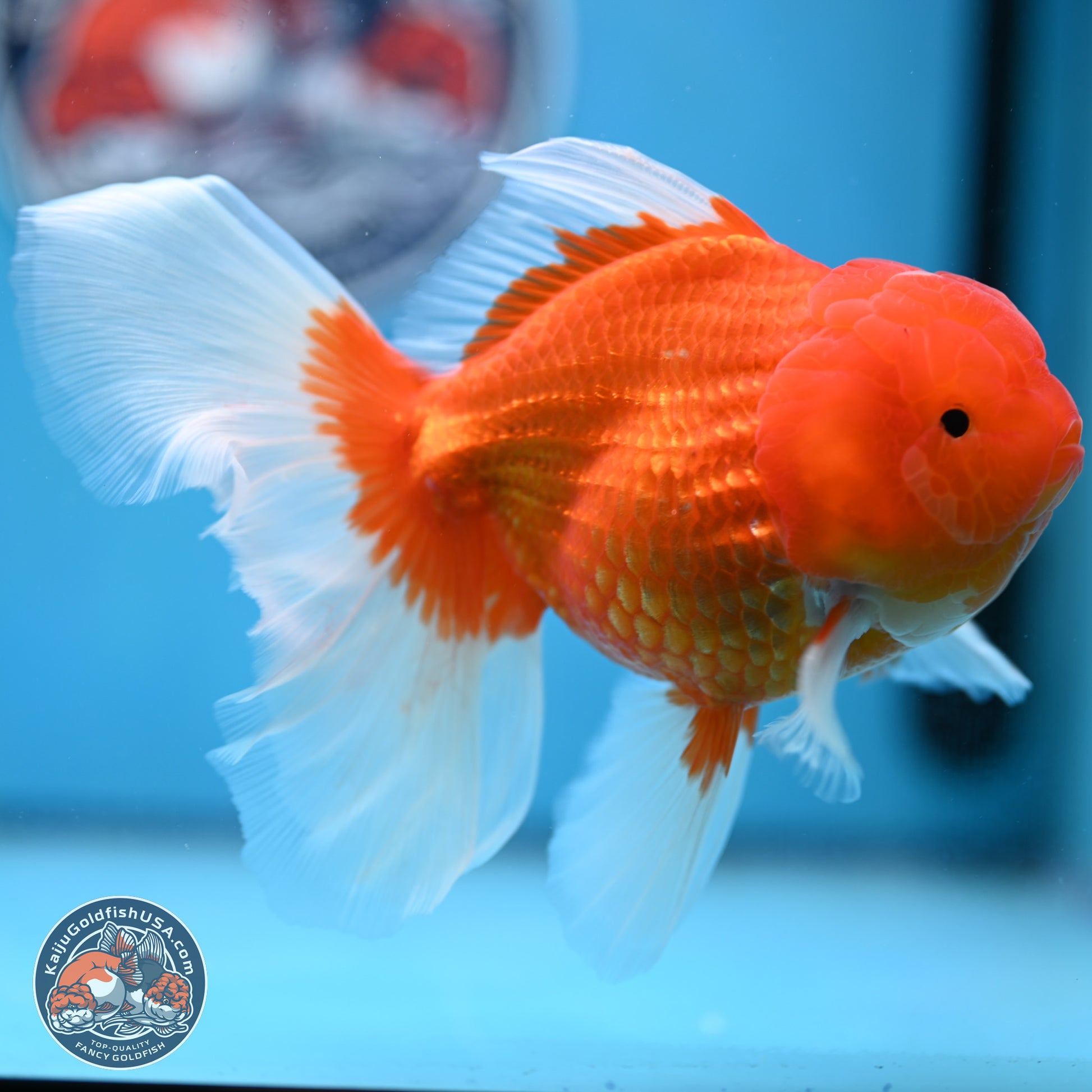 Red White Rose Tail Oranda 4-6 inches (240906_OR08) - Kaiju Goldfish USA