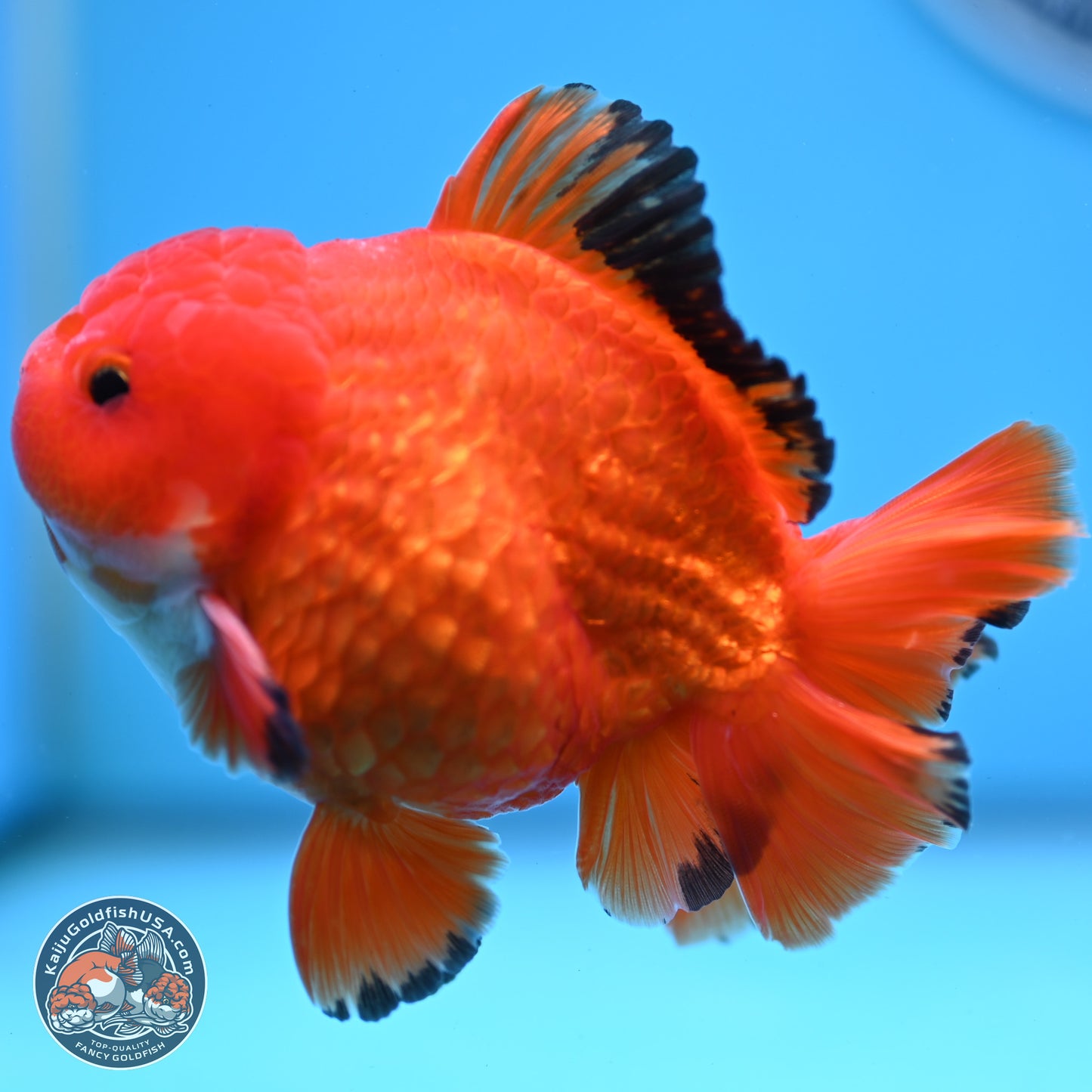 Apache YuanBao Oranda 3.5 inches Body - Male (250228_OR08)