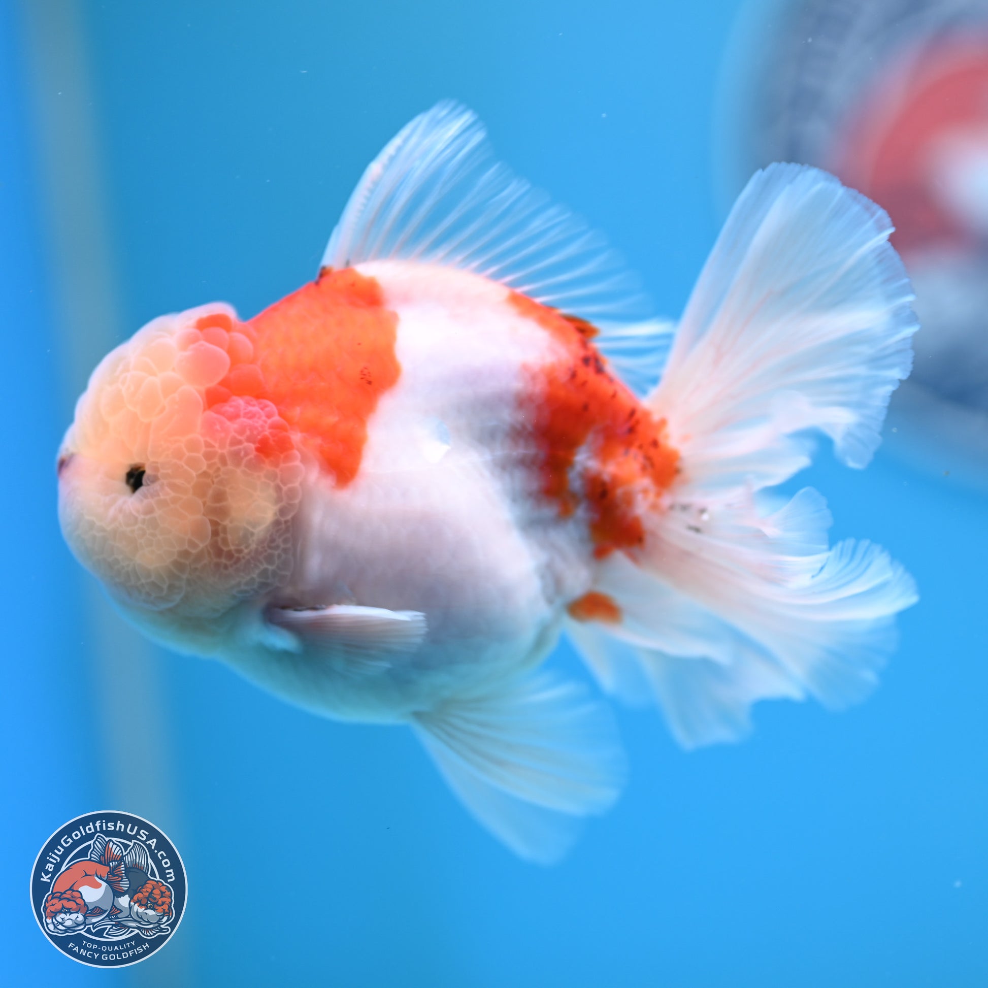 Sakura Rose Tail Oranda 4.5 inches (241025_OR08) - Kaiju Goldfish USA