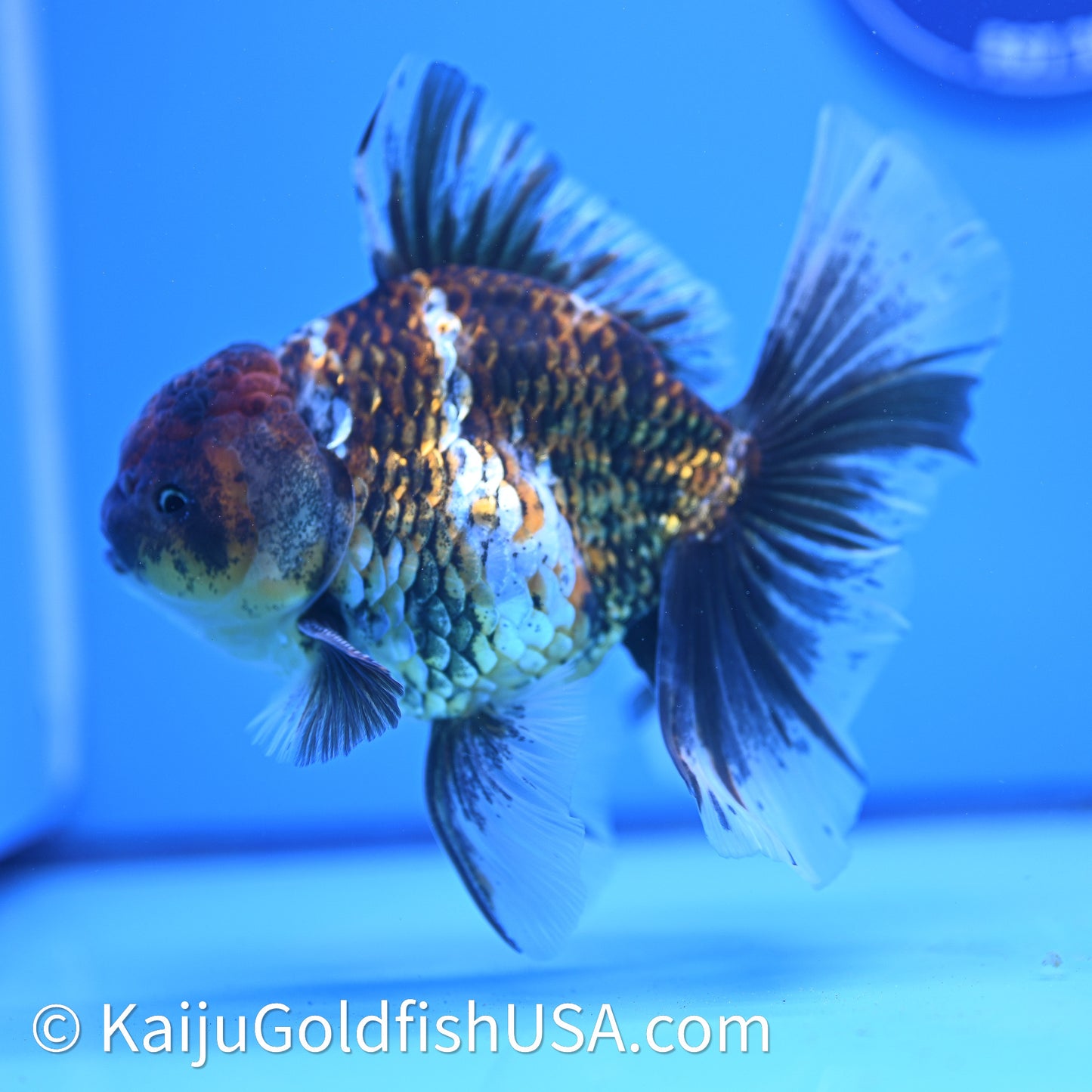Kirin Rose Tail Oranda 4in Body (240628_OR08) - Kaiju Goldfish USA