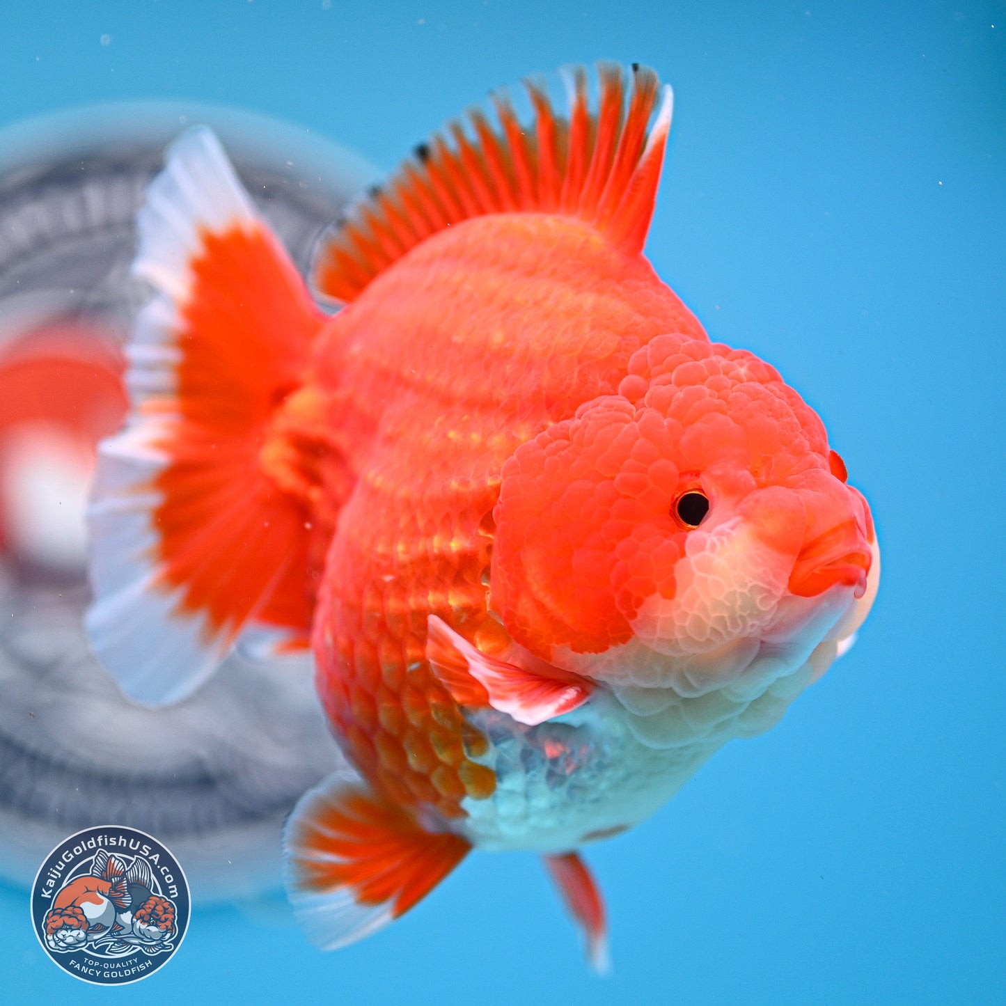 Red White YuanBao Oranda 3.5 inches Body - Male (250214_OR08)