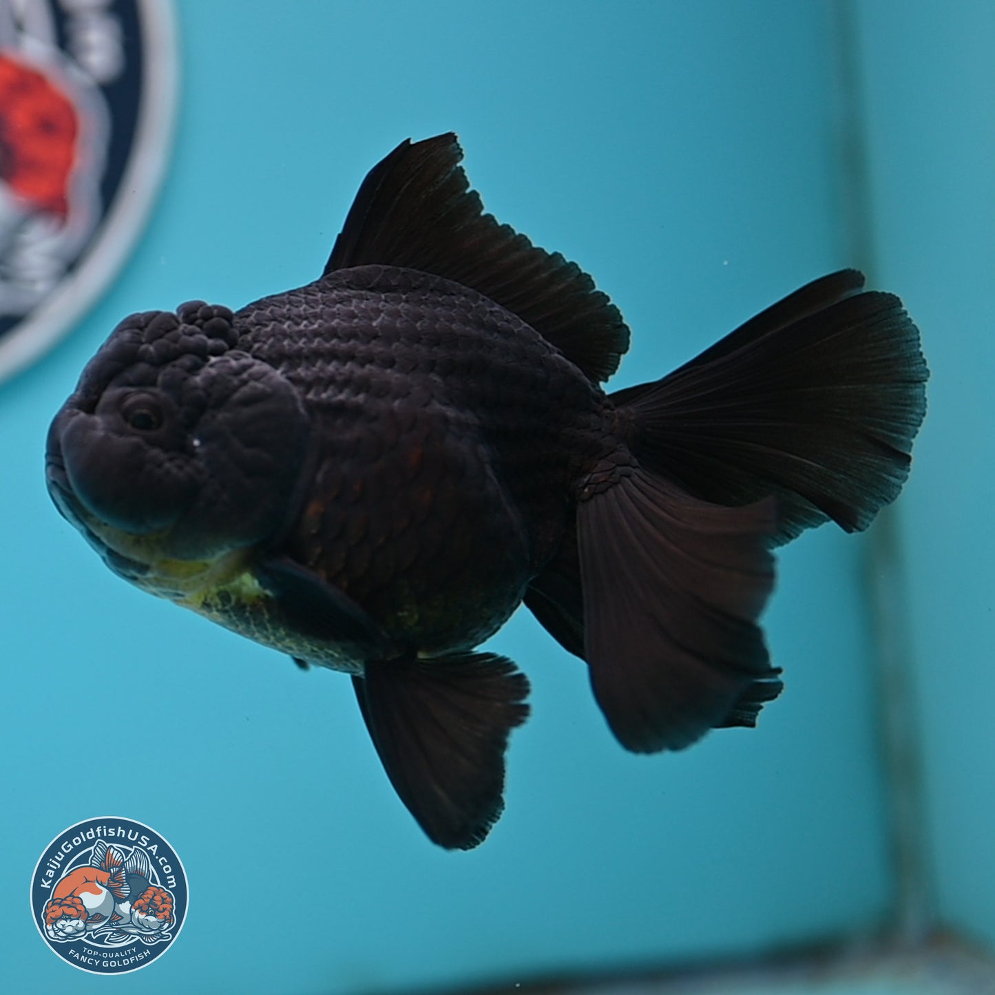 Black Rose Tail Oranda 3.5 inches Body - Male (250404_OR08)