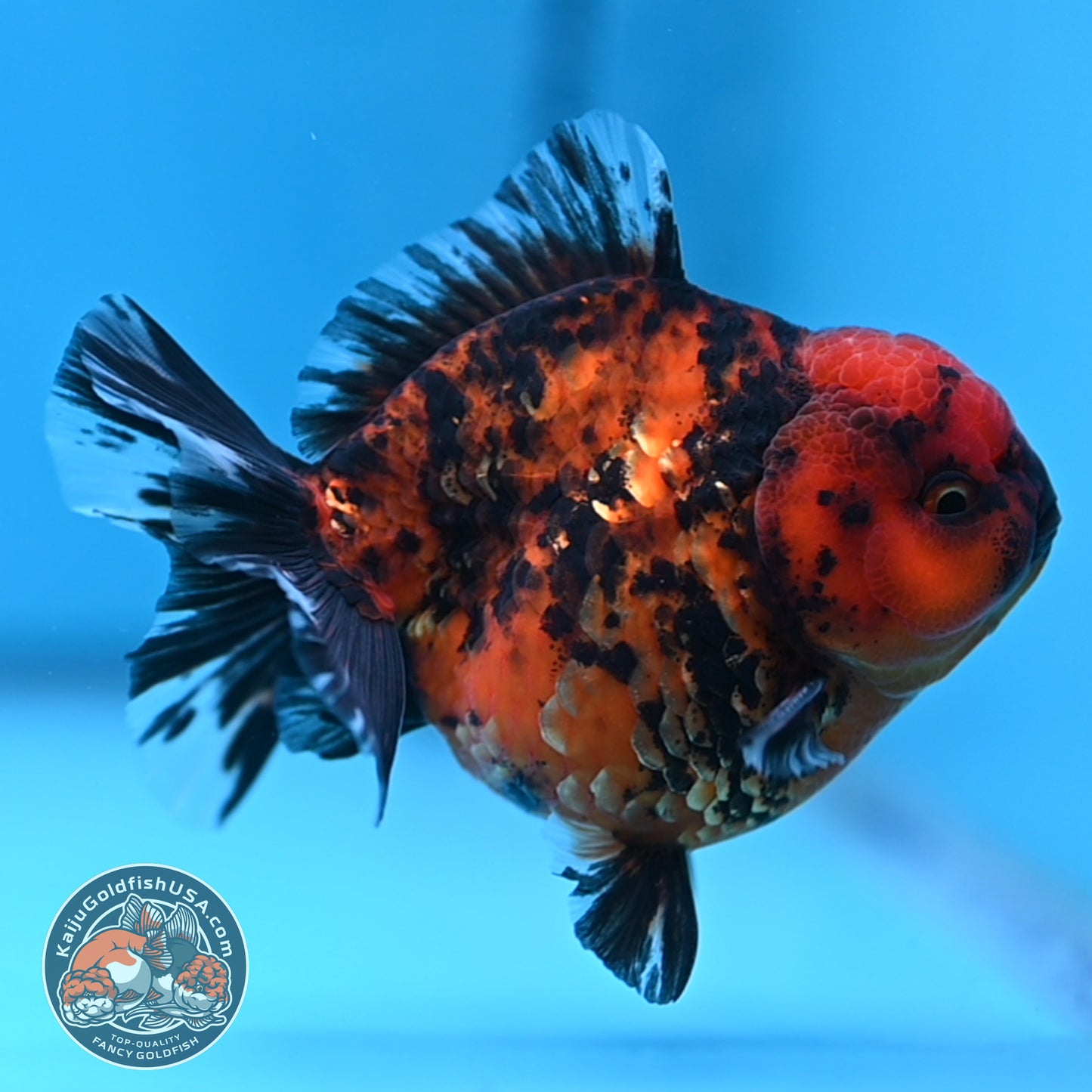 Shogun Tiger Oranda 3.5 inches Body (250530_OR08)