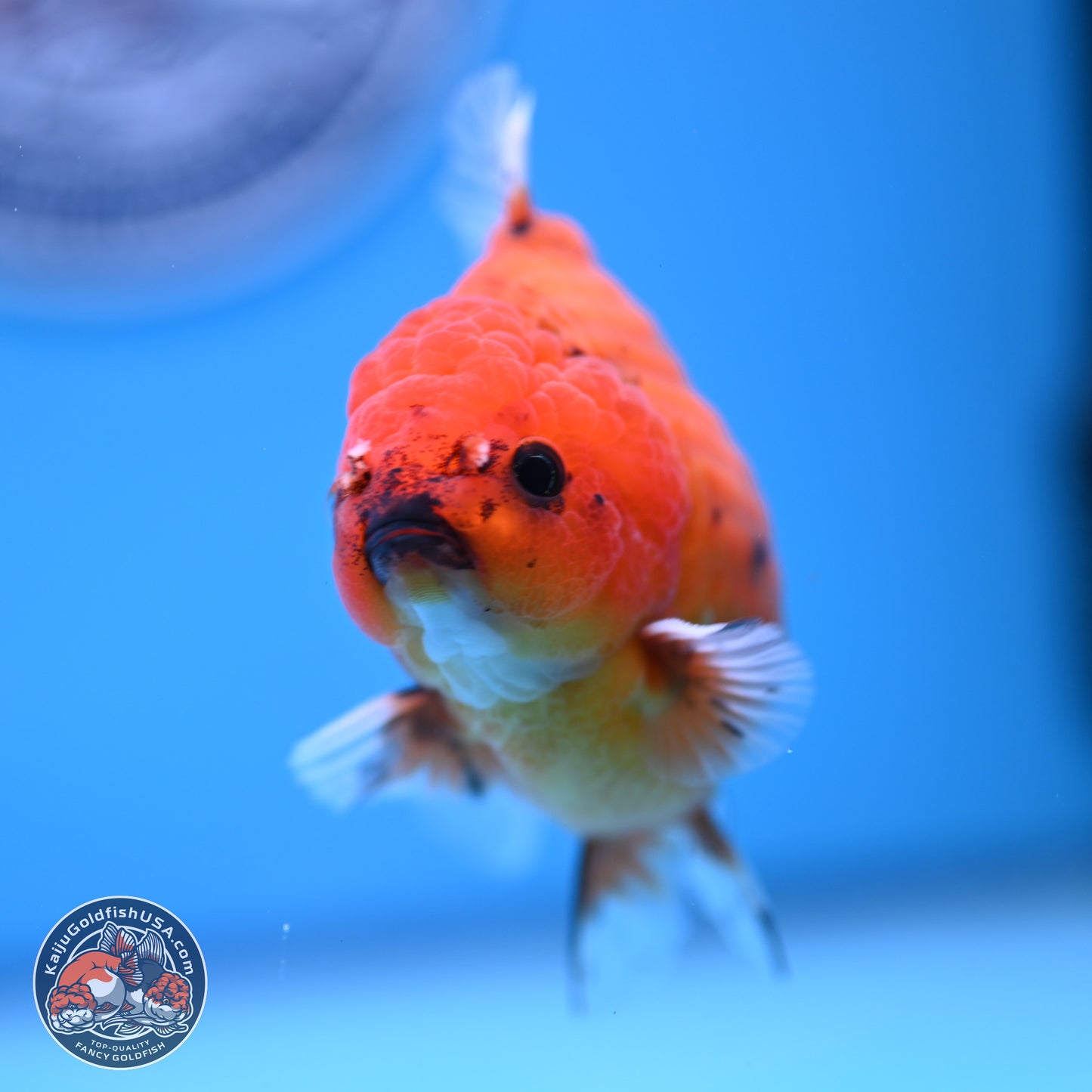 Shogun Tiger Oranda 3.75-4.5 in (241011_OR08) - Kaiju Goldfish USA