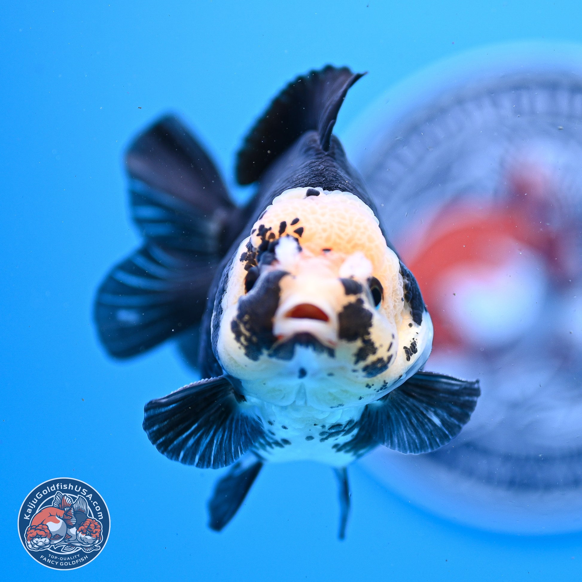 Panda YuanBao Oranda 3.5in Body (240830_OR08) - Kaiju Goldfish USA