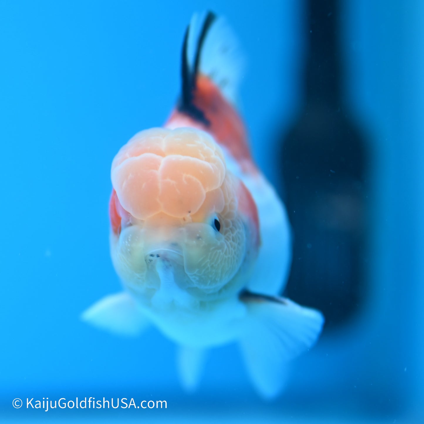 Tricolor Sakura YuanBao Oranda 3.5in Body (240524_OR08) - Kaiju Goldfish USA