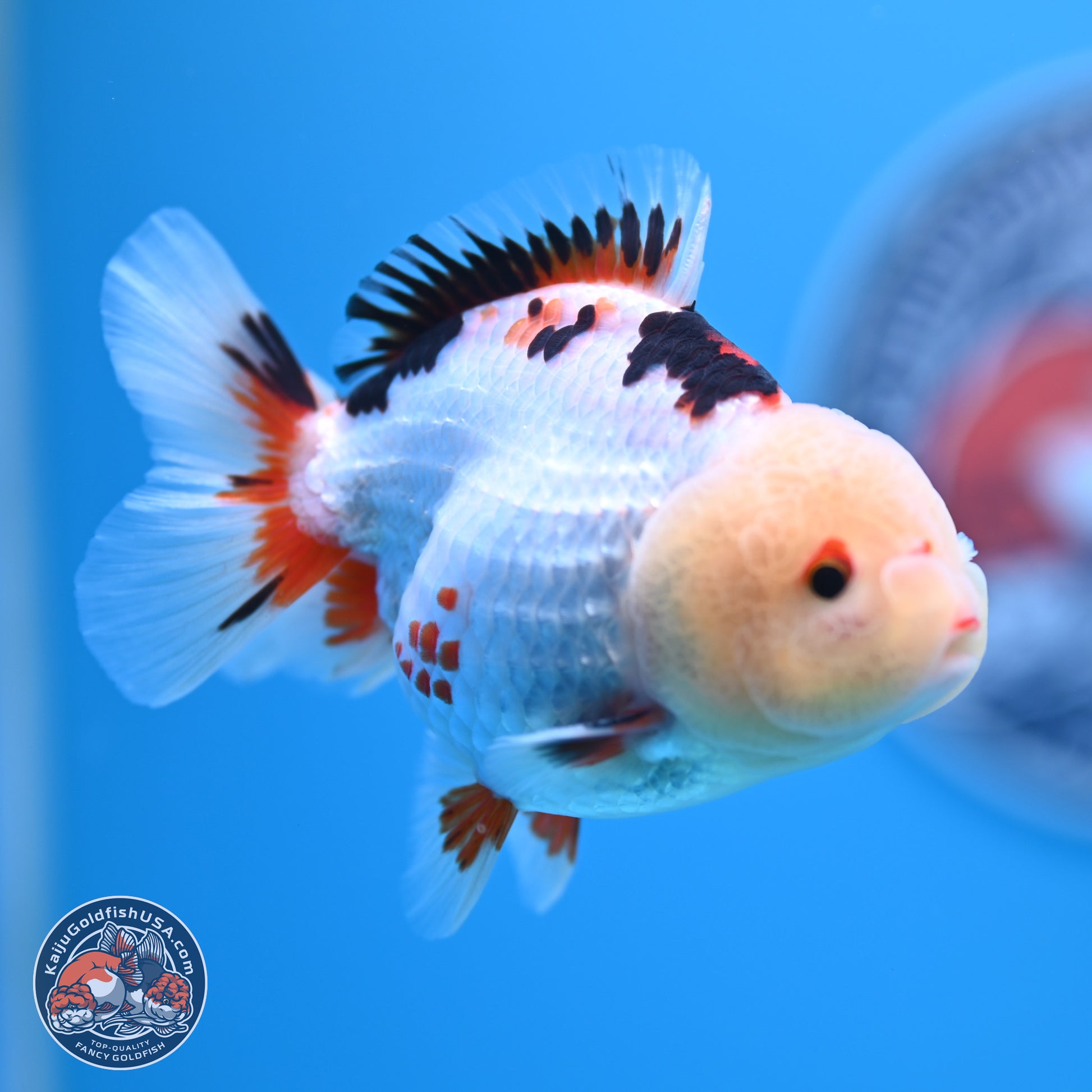 Tricolor Oranda 3.5-4.5 inches (241004_OR08) - Kaiju Goldfish USA