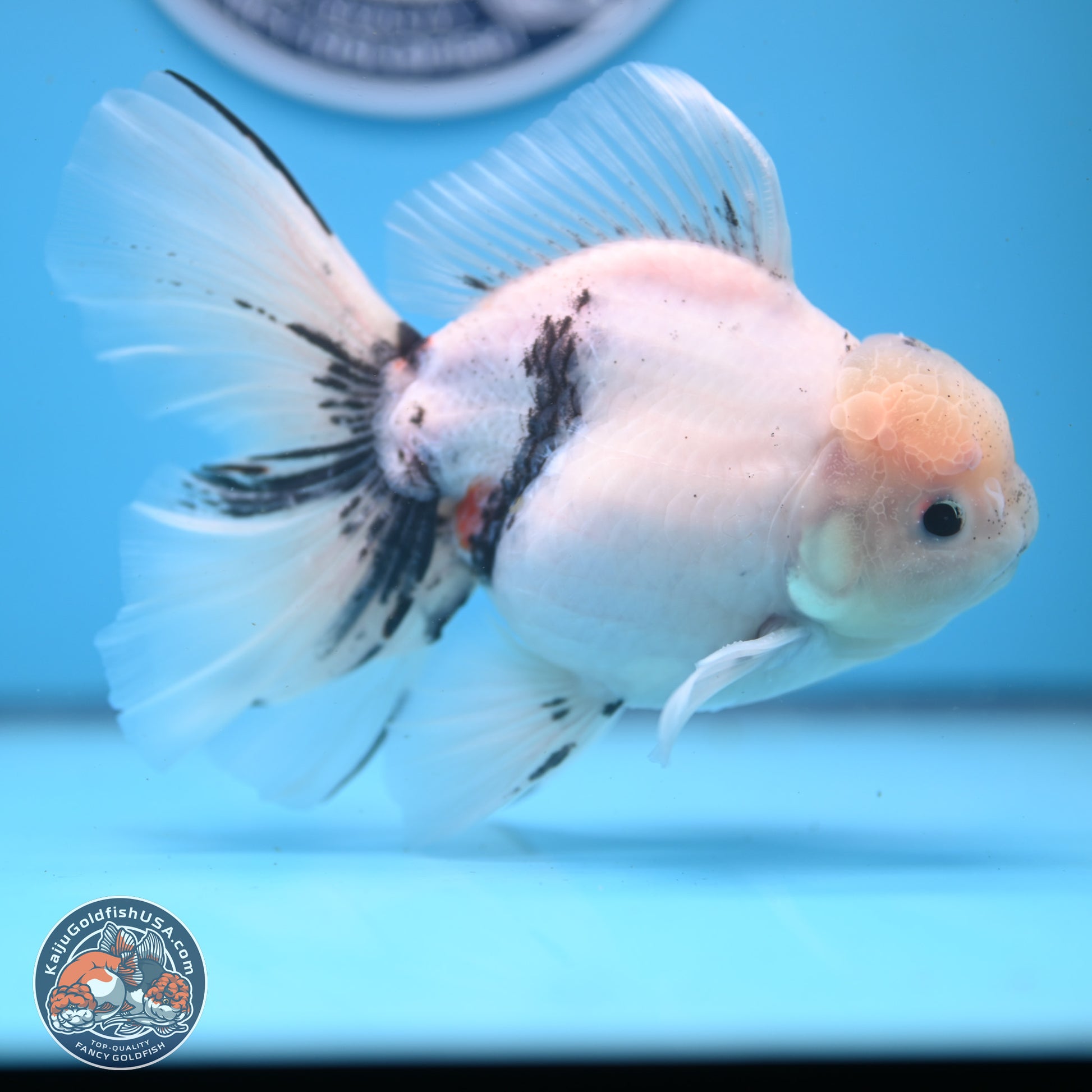 Calico Rose Tail Oranda 6.5 inches - Male (241122_OR08) - Kaiju Goldfish USA