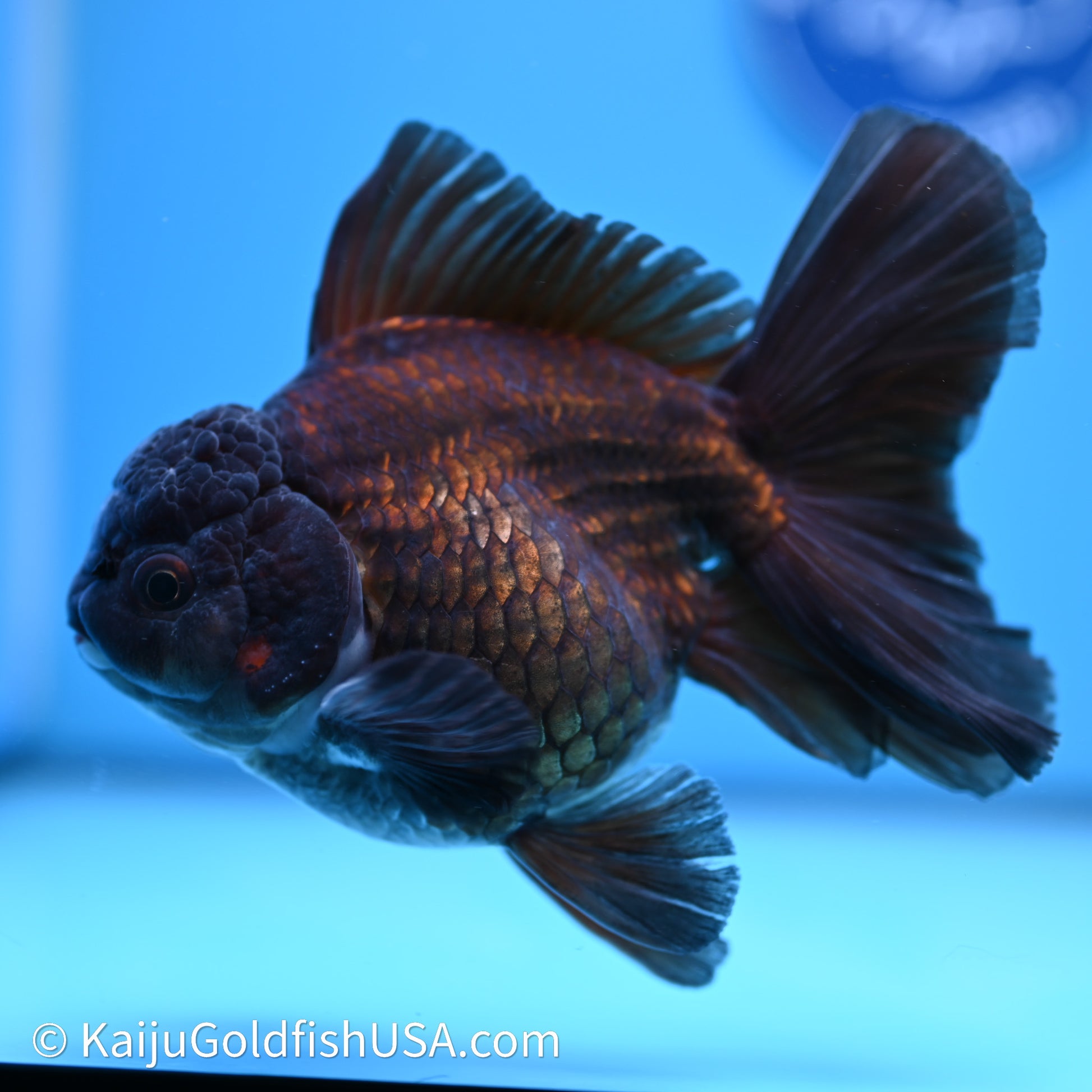 Black Rose Tail Oranda 4.5in Body (240621_OR08) - Kaiju Goldfish USA