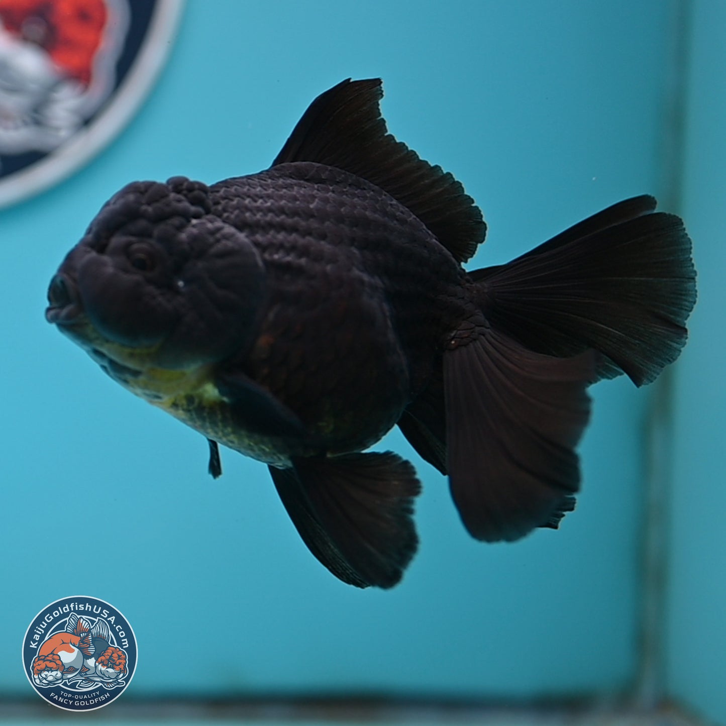 Black Rose Tail Oranda 3.5 inches Body - Male (250404_OR08)