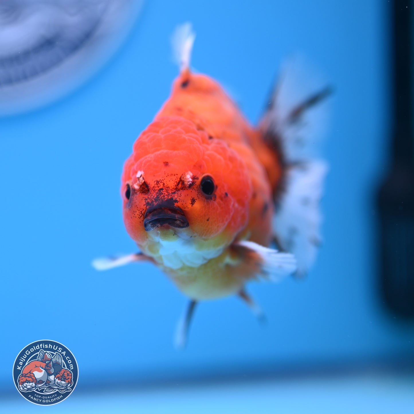 Shogun Tiger Oranda 3.75-4.5 in (241011_OR08) - Kaiju Goldfish USA