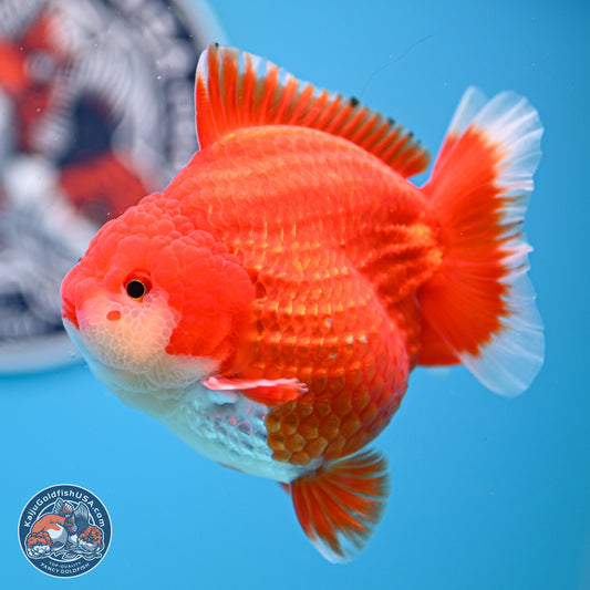 Red White YuanBao Oranda 3.5 inches Body - Male (250214_OR08)